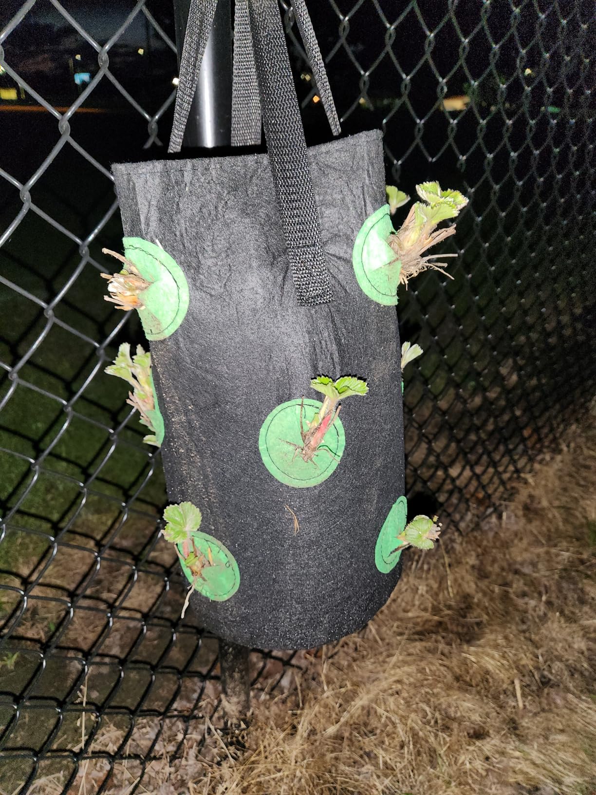 Birheatry hanging bags with strawberries
