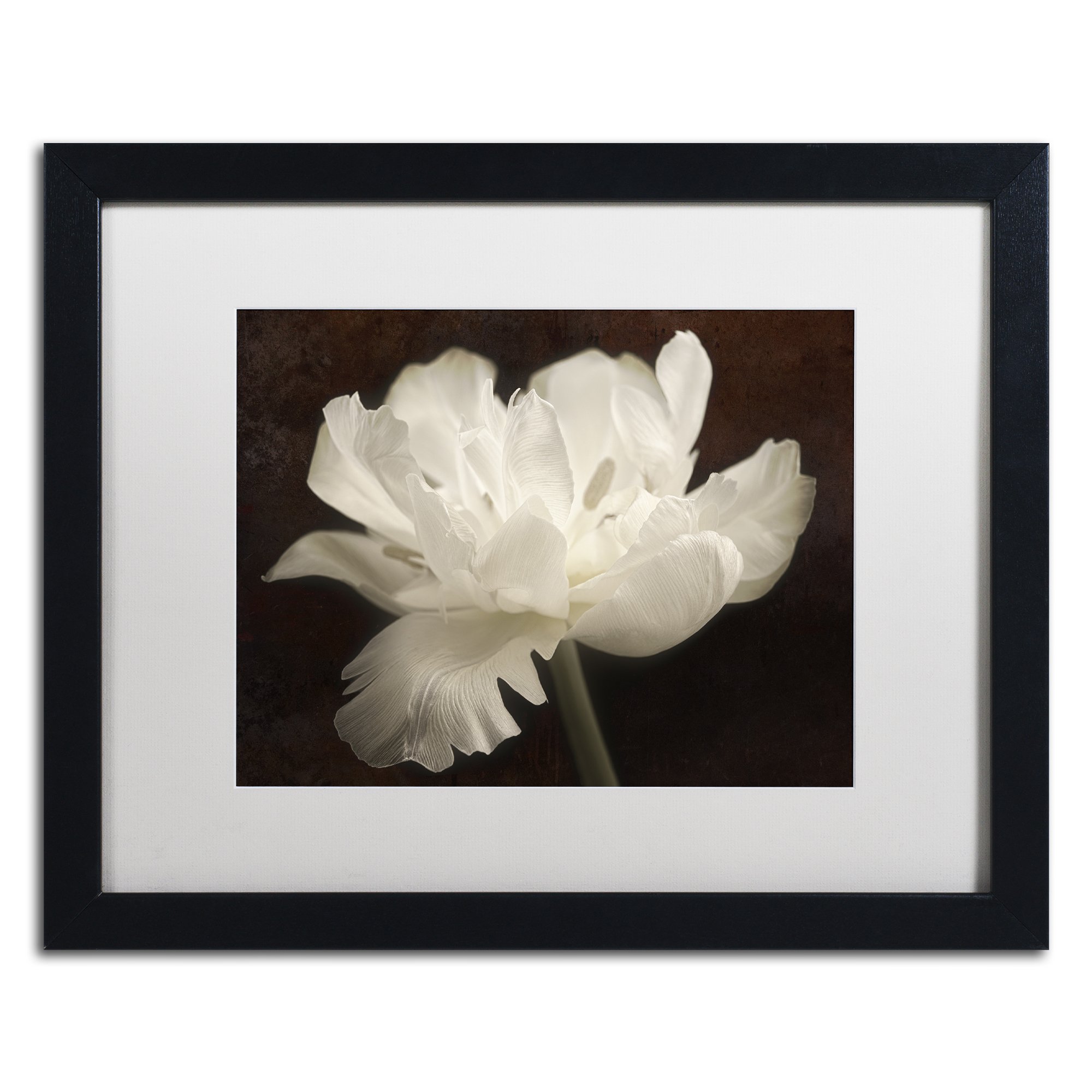 Trademark Fine Art White Tulip II by Cora Niele Artwork in White Matte with Black Frame 16 x