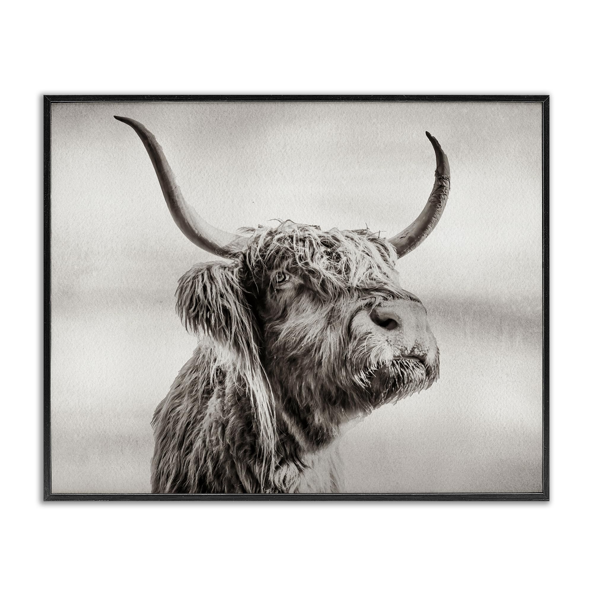 Stupell Industries 'Horned Highland Cow Gazing', Framed Giclee Art, Black, 30 x 24 Inches, Easy to Hang and Sturdy, Made in USA, by Julia Frost