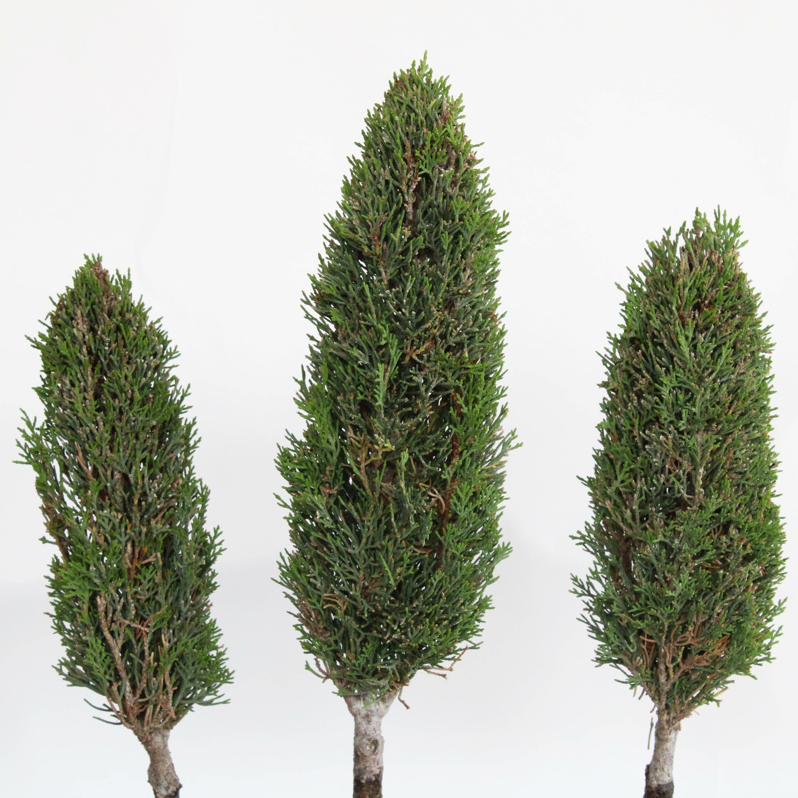 KENTIS - Bonsaï Cupressus Sempervirens - Bonsaï Bosquet de 3 Cyprès - Vraies Plantes d'Extérieur - Pot en Céramique Artisanal - H 40-45 cm Pot Ø 33 cm