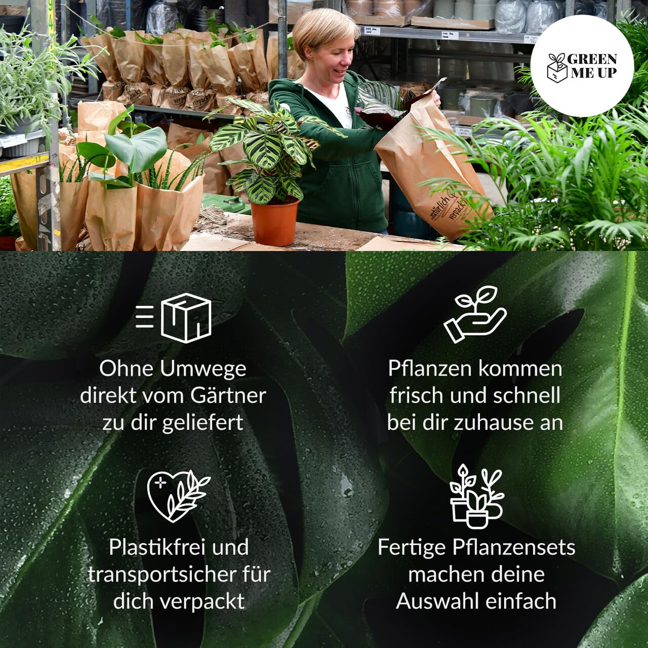 Nestfarn, Areca-Palme, Glückskastanie & Rutenkaktus – 4er Box Zimmerpflanzen Katzenliebe – frisch aus der Gärtnerei – Höhe 15-70 cm – Töpfe 10,5-17 cm – mit Übertöpfen – Green Me Up