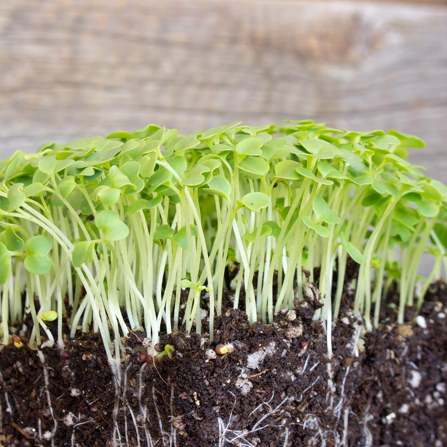 Green Mustard Microgreens Seeds - 25 Lb Bulk ~4.8M Seeds - Grow Non-GMO Micro Mustard Herb Greens - Premium Seed - High Germination Rate