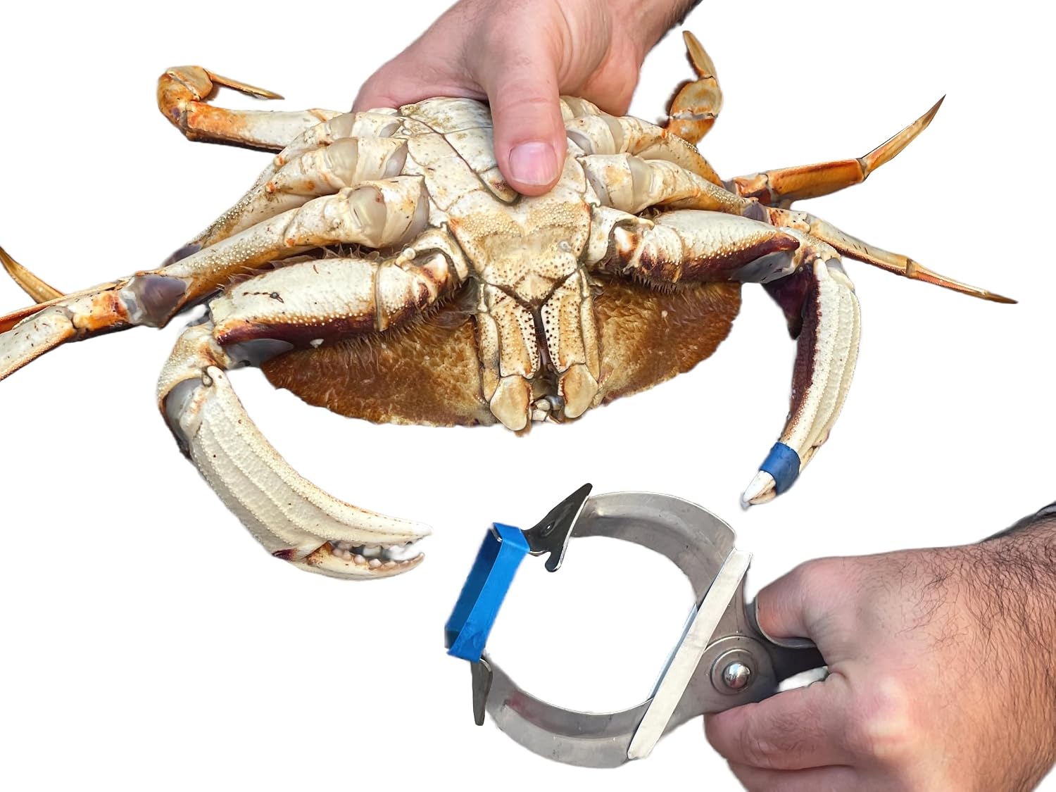 AirFly Crab and Lobster Claw Bands - Size 1" x 0.5" - FDA-Compliant Silicone - Cook Safe, Non-Latex, Non-Toxic - Fits Lobster, Dungeness and Blue Crab - Made in USA (Assorted, Bander Only)
