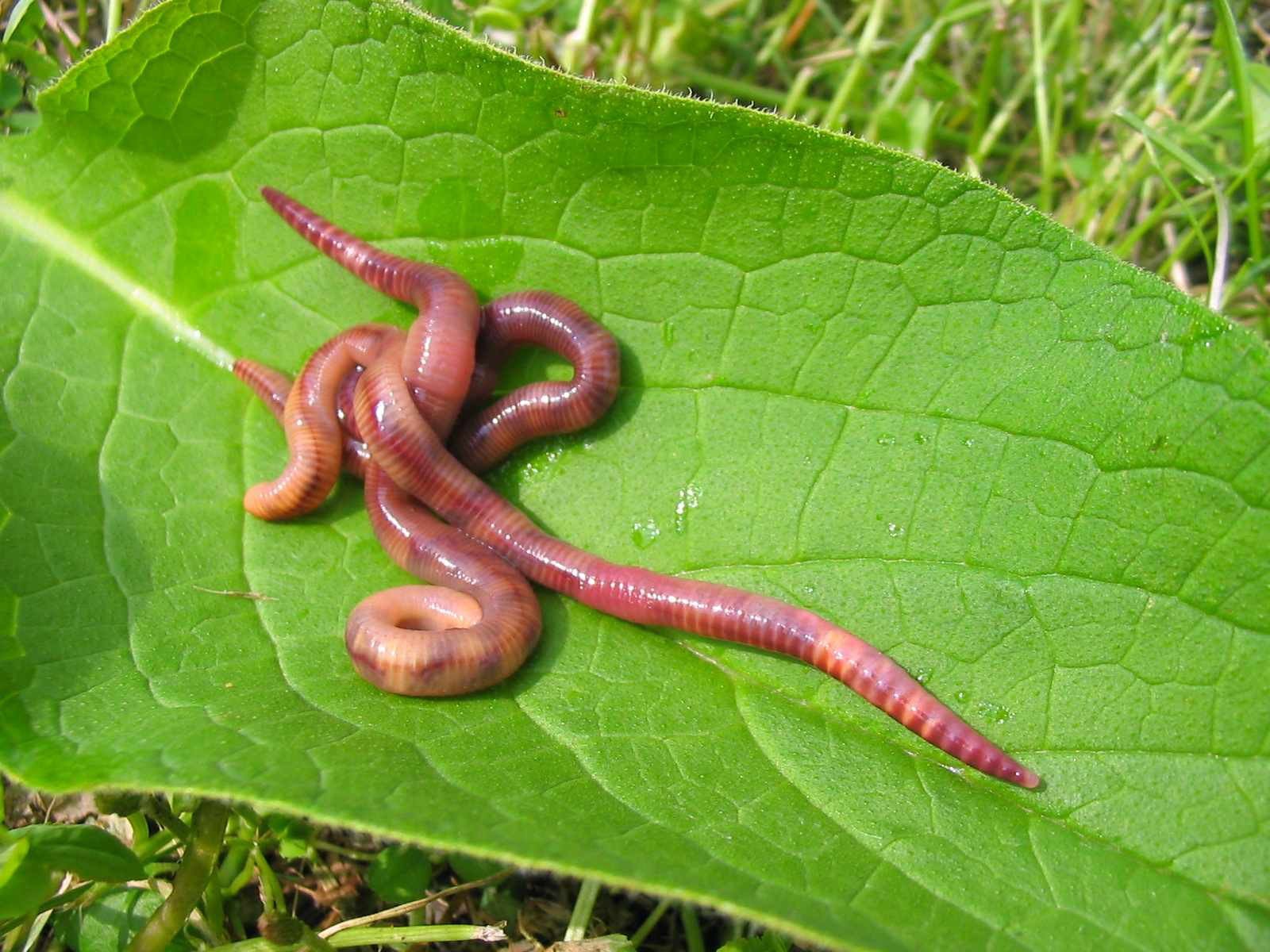 KOMPOSTWÜRMER - 1000 Stück/Eimer - Kompost-Starter Regenwürmer - Eisenia Kompostwurm lebend aktiv - Würmer für Garten & Kompostierung Kompost Komposter Wurmkomposter Wurmkiste Wurmfarm Komposttoilette