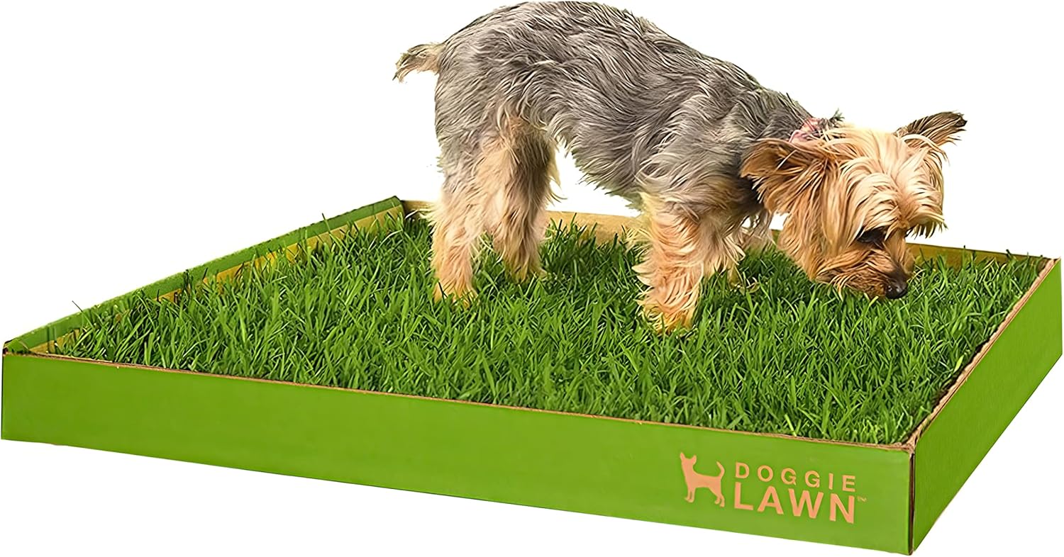 Buy DoggieLawn Natural Grass Puppy Pee Pads Perfect Indoor Litter Box