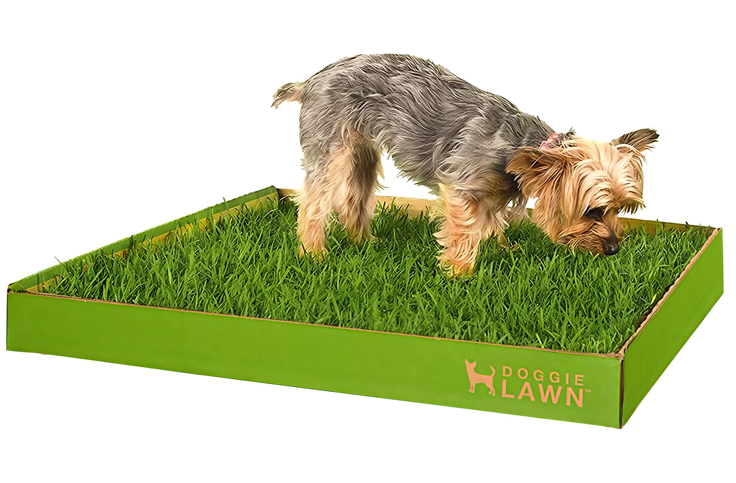 Are Dogs Naturally Potty Trained