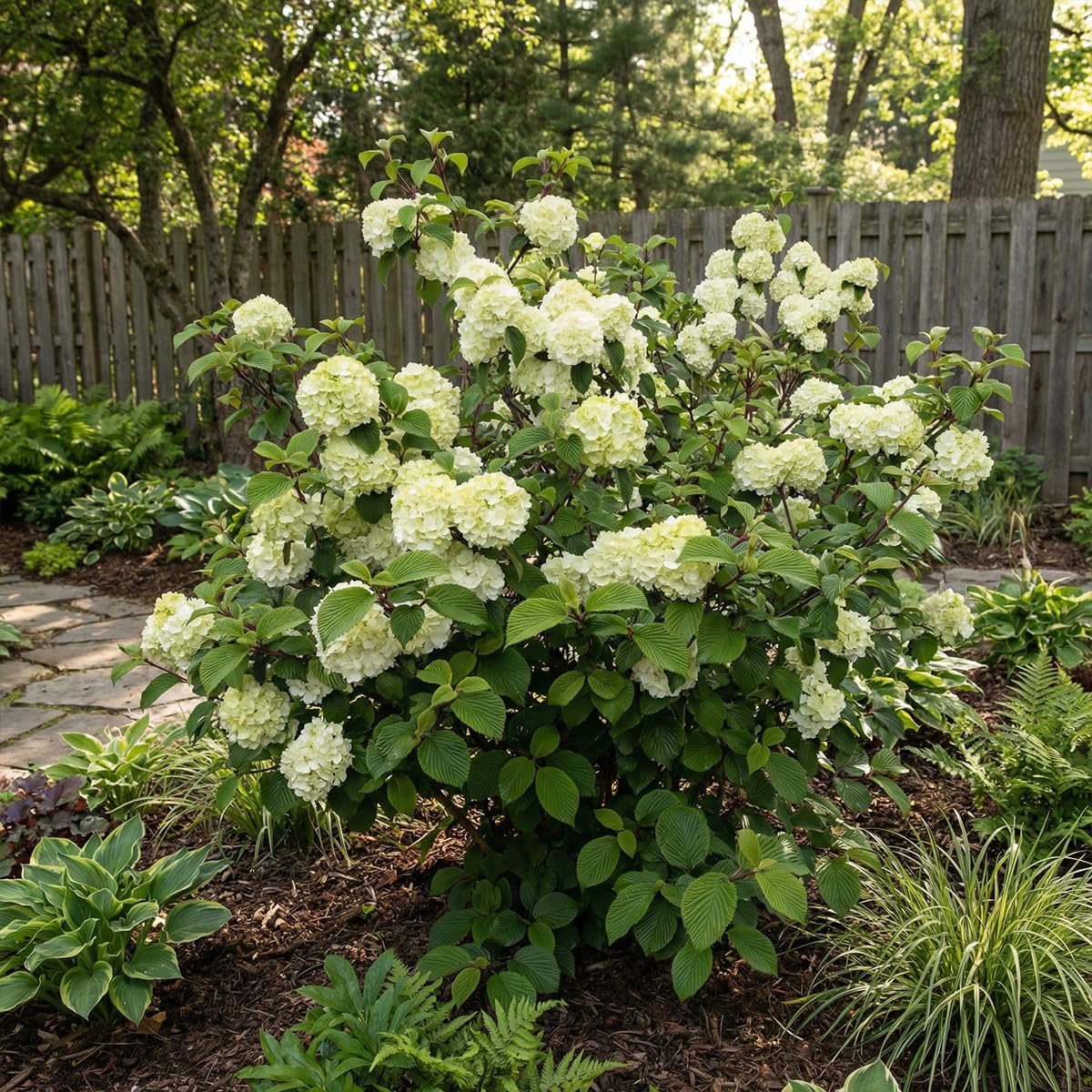 Bloomique - Viburnum Plicatum Opening Day - Boule-de-neige du Japon - Plante de Jardin - Rustique - Hauteur 60-80 cm - Pot 23 cm