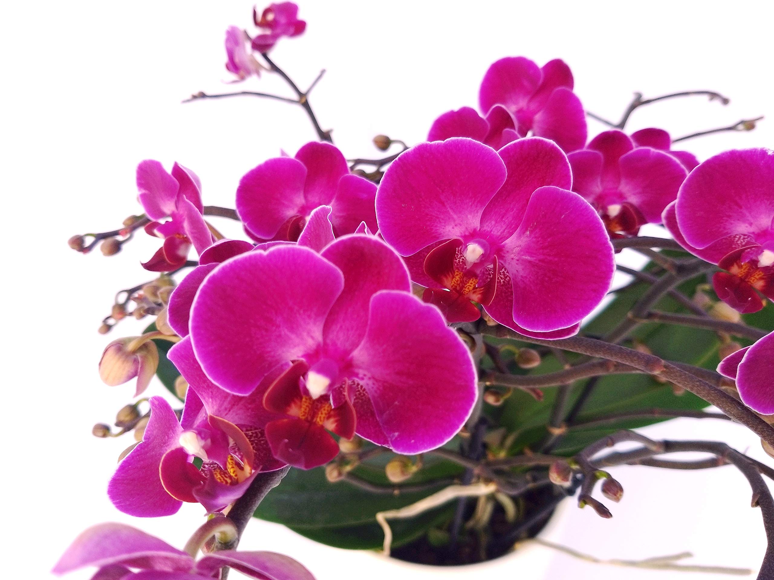 POWERS TO FLOWERS - ORCHIDEA PHALAENOPSIS EXTRA!!! IN VASO CERAMICA BIANCO, pianta vera