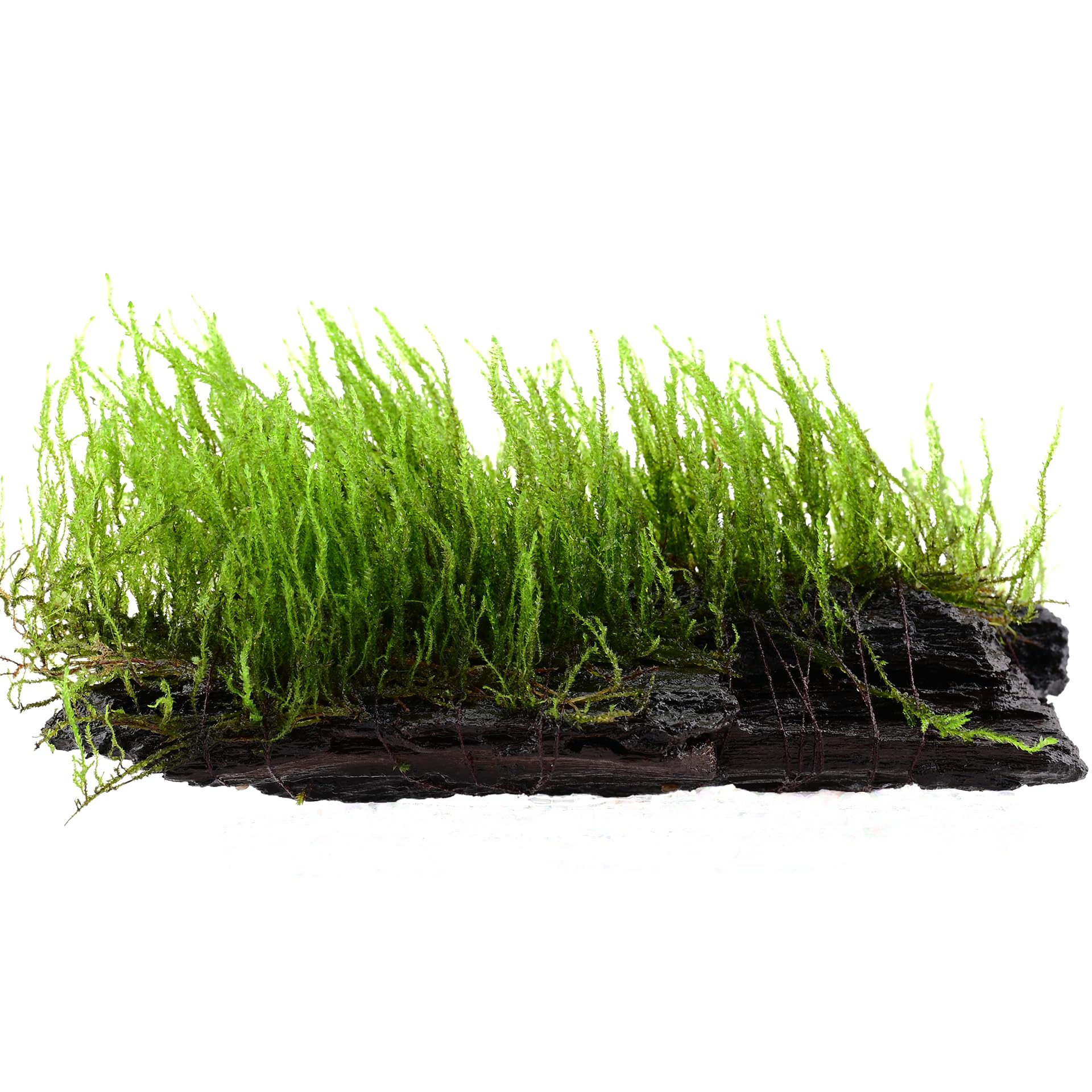 AquaBreedingSkill Mousse Taxiphyllum sp. sur racine ~15 cm – mousse d’aquarium vivante déjà enracinée, décoration naturelle prête à l’emploi pour aquarium d’eau douce