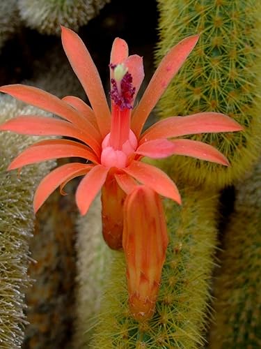 Miniatura 8 de Cactus de cola de mono de 4 pulgadas (Cleistocactus Colademonis) - Fácil de cultivar en interioresexteriores, luz solar indirecta. Suelo bien