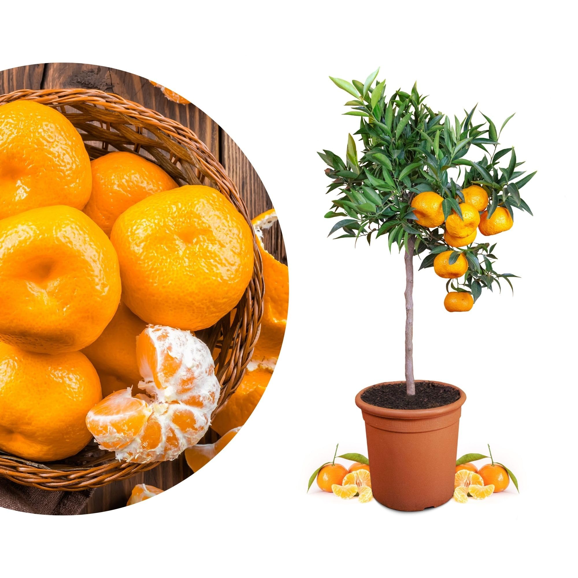 Meine Orangerie Mandarinenbaum Mezzo - echte Citrus Pflanze - 80 bis 100 cm - veredelter Mandarinen Baum im 8 Liter Topf - Citrus Reticulata - Fruchtreife Mandarinen Pflanze in Gärtnerqualität