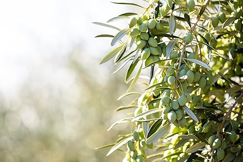 Miniatura 8 de Cobram Estate California Select - Aceite de oliva virgen extra  Primero prensado en frío, sin OMG, apto para dieta cetogénica, alto en