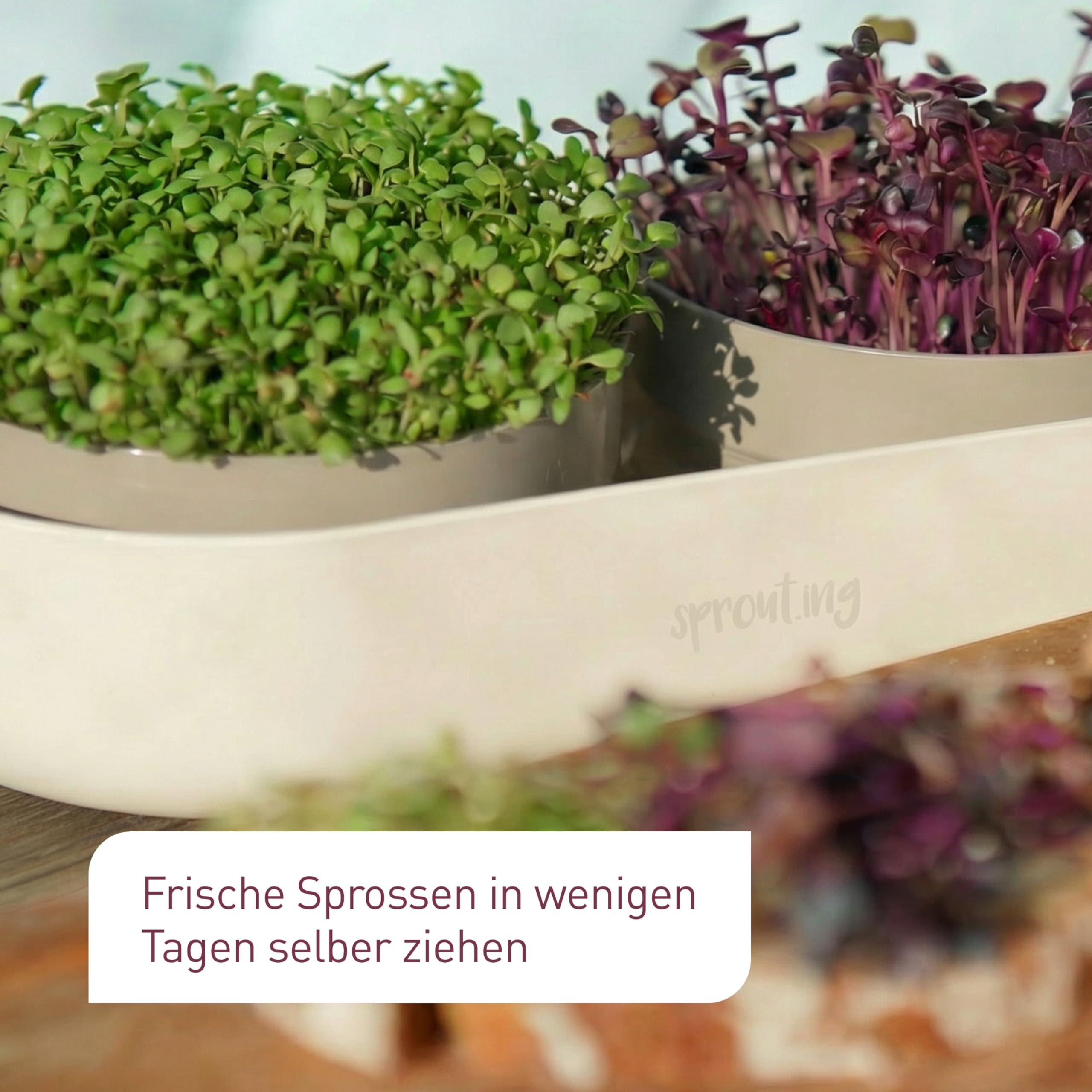 Plantura Bio-Sprossen Anzucht-Set (Komplett), keimstarkes Bio-Saatgut, für Sprossen & Microgreens, BPA-frei & spülmaschinengeeignet, 4 Sorten, bis zu 36 Ernten
