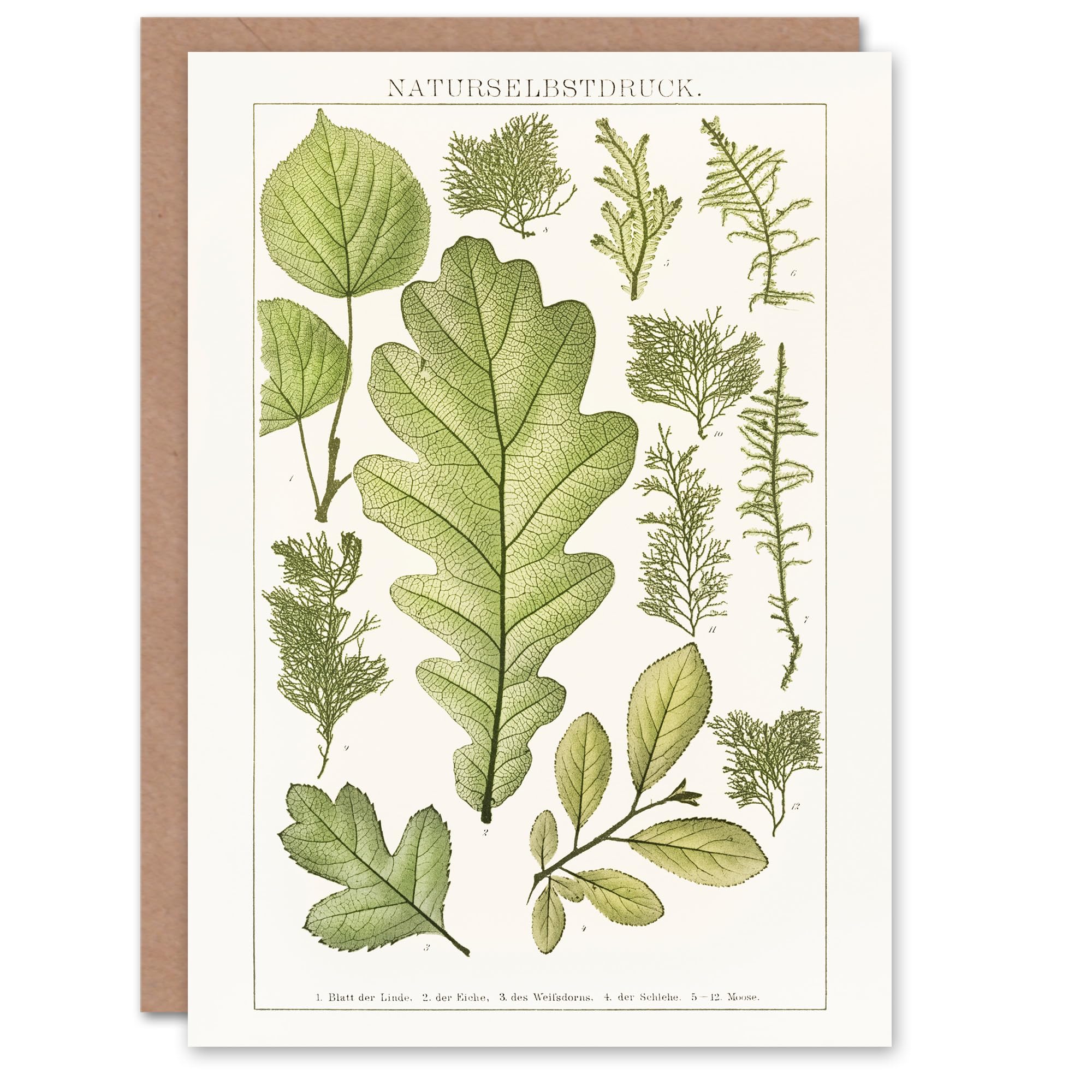 Artery8 Brockhaus Lexikon Art Card Plant Lover Botanical Leaves