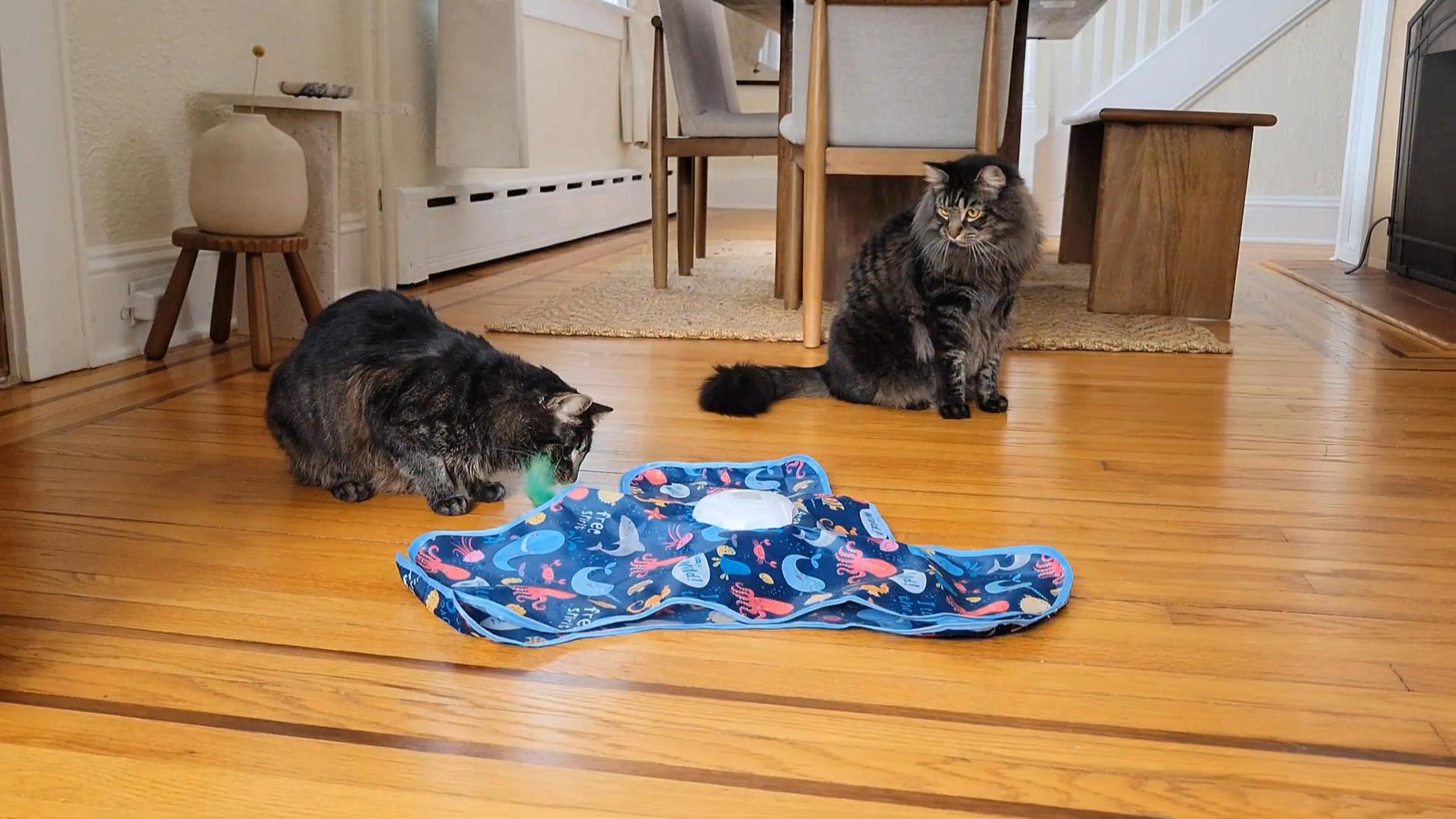 Watch Cat Interactive Toy Installation Guide on Amazon Live