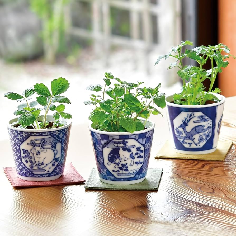 盆栽鉢 一起園芸】コマユミ・盆栽01◇見応え充分・形良好な一品です