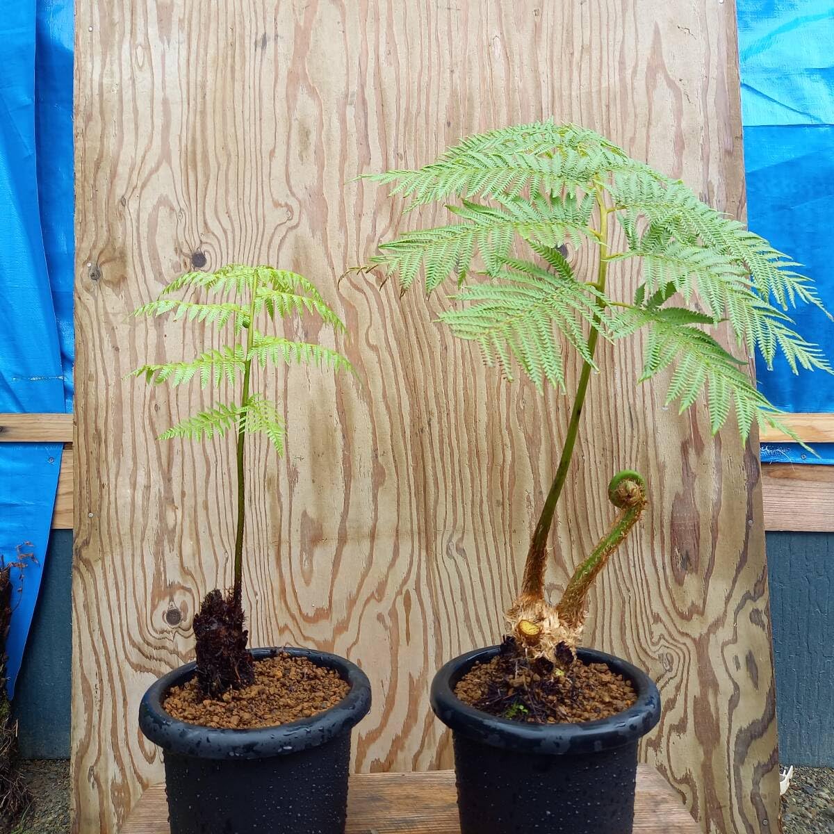Amazon.co.jp: 観葉植物 ヒカゲヘゴクロヘゴ新芽セット クロヘゴ 6号