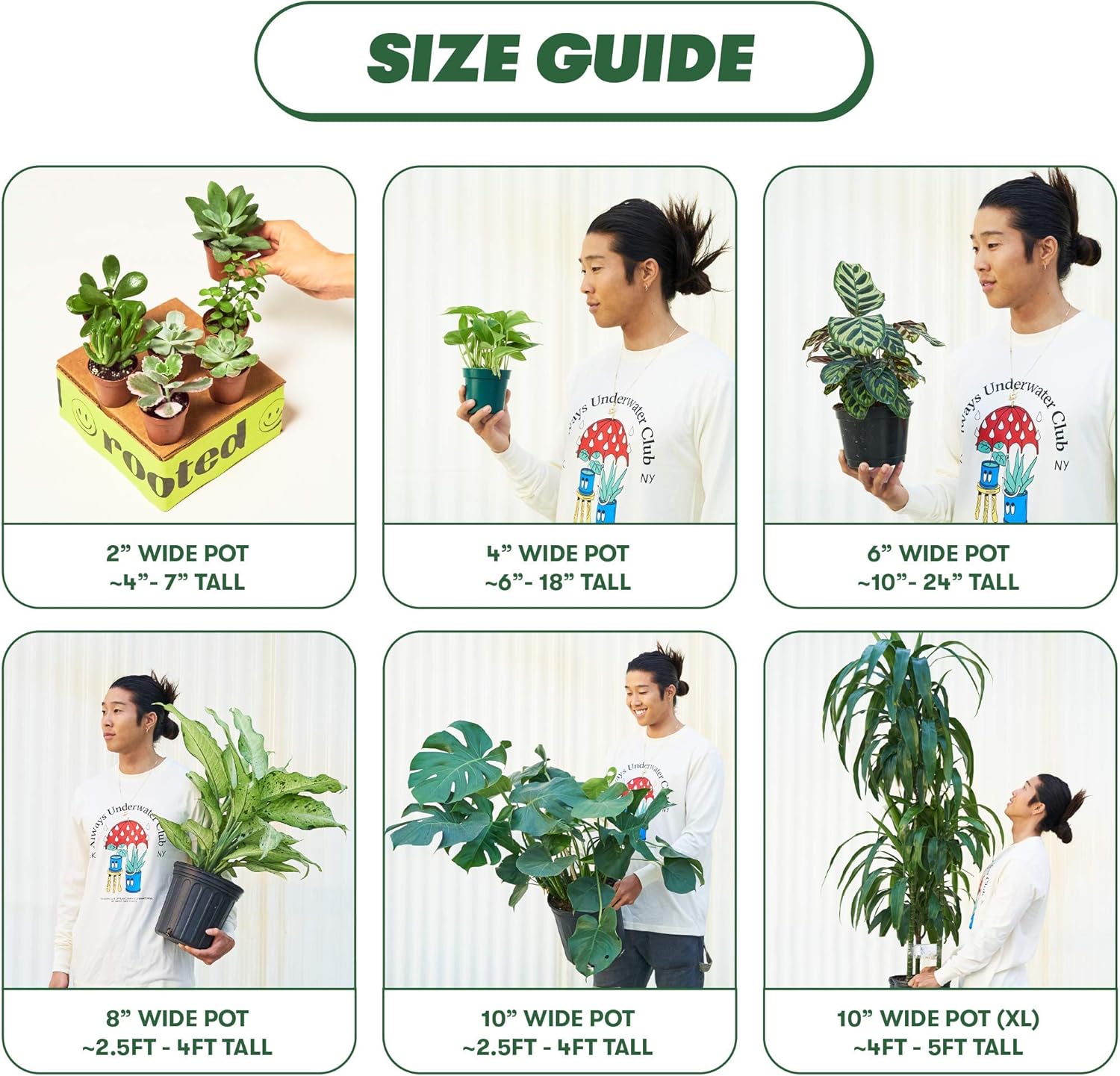 Rooted Chinese Money Plant, Pilea Peperomioides, Live, Live Indoor, Home Decor, Easy to Grow, Easy to Care, Outdoor Garden and Low Maintenance Houseplant (4")