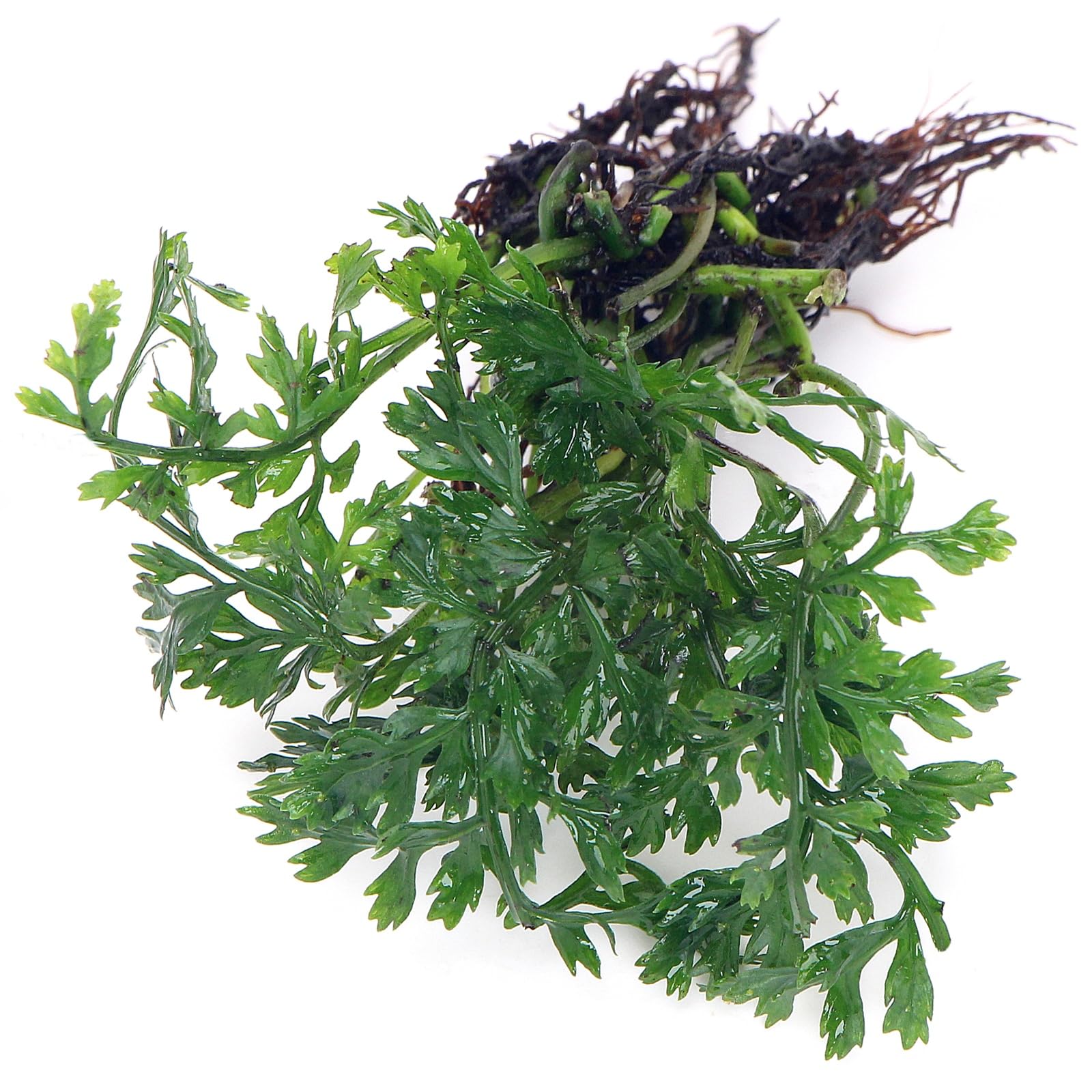 K2AQUA Bolbitis Heteroclita Difformis Live Aquarium Plant Easy Care Low Maintenance Foreground Midground Freshwater Tropical Tank Natural Decoration Beginner Friendly