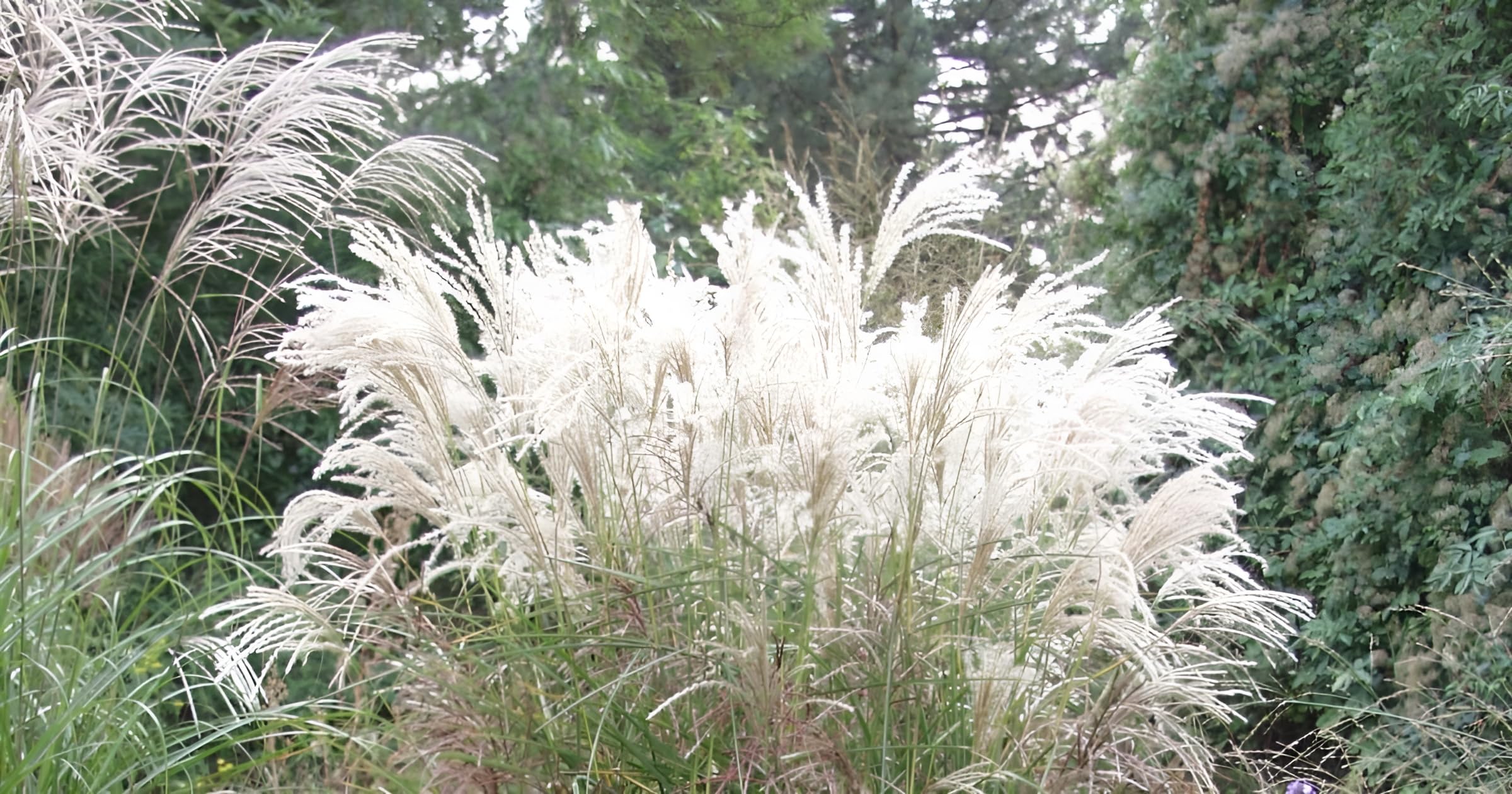 Stauden Gänge 10 x Miscanthus sinensis 'Silberfeder' Chinaschilf winterhart
