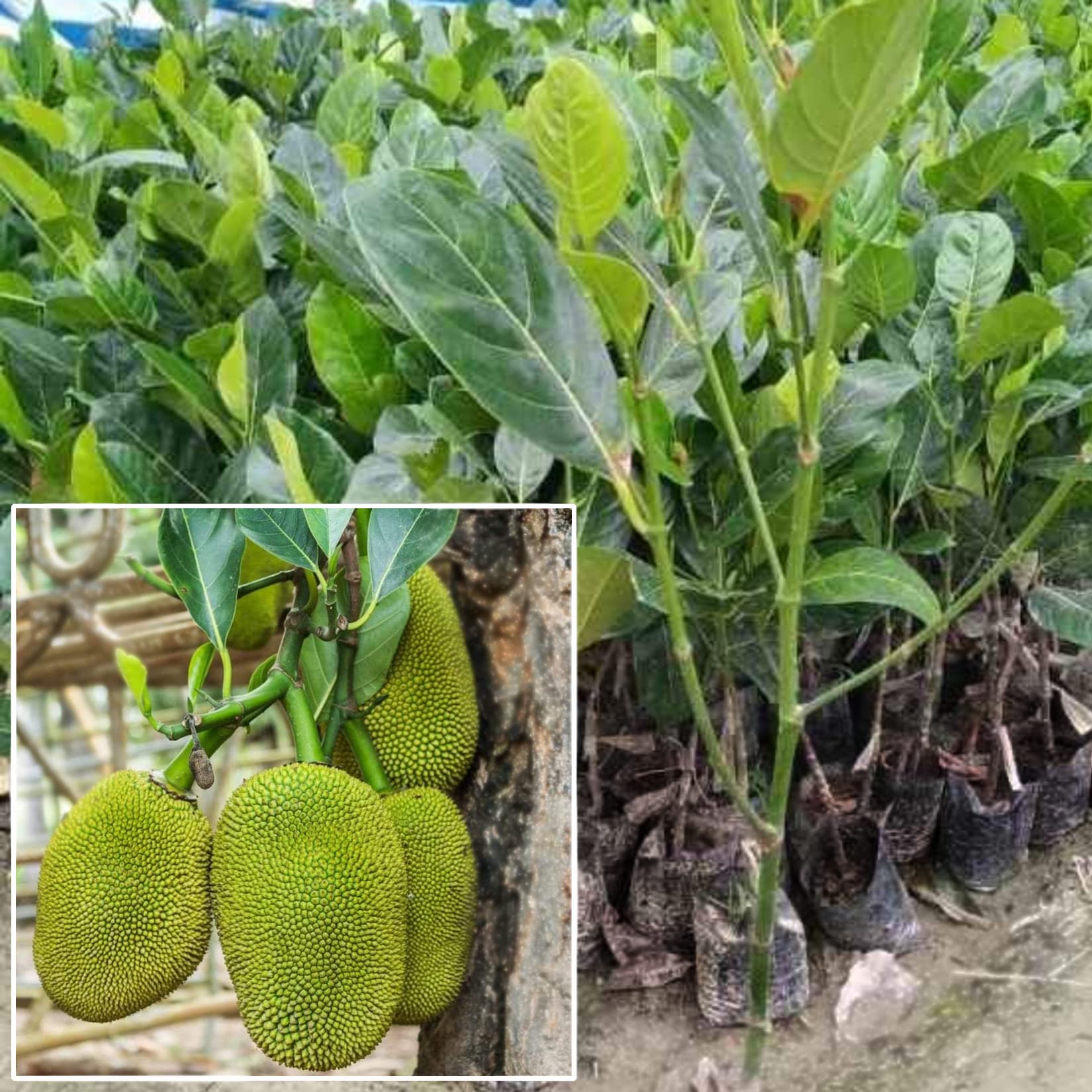 AGRO ALIVE Vietnam All Time Dwarf Yellow Jackfruit Grafted Live Plant, Baramasi Jackfruit Plant (B0B6JRHC9Z) Amazon Price History, Amazon Price Tracker