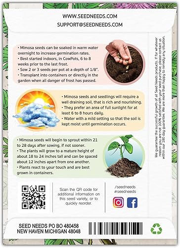 Miniatura 2 de Seed Needs paquete de 100semillas planta sensible Compact Growth Mimosa Pudica semillas no transgenéticas
