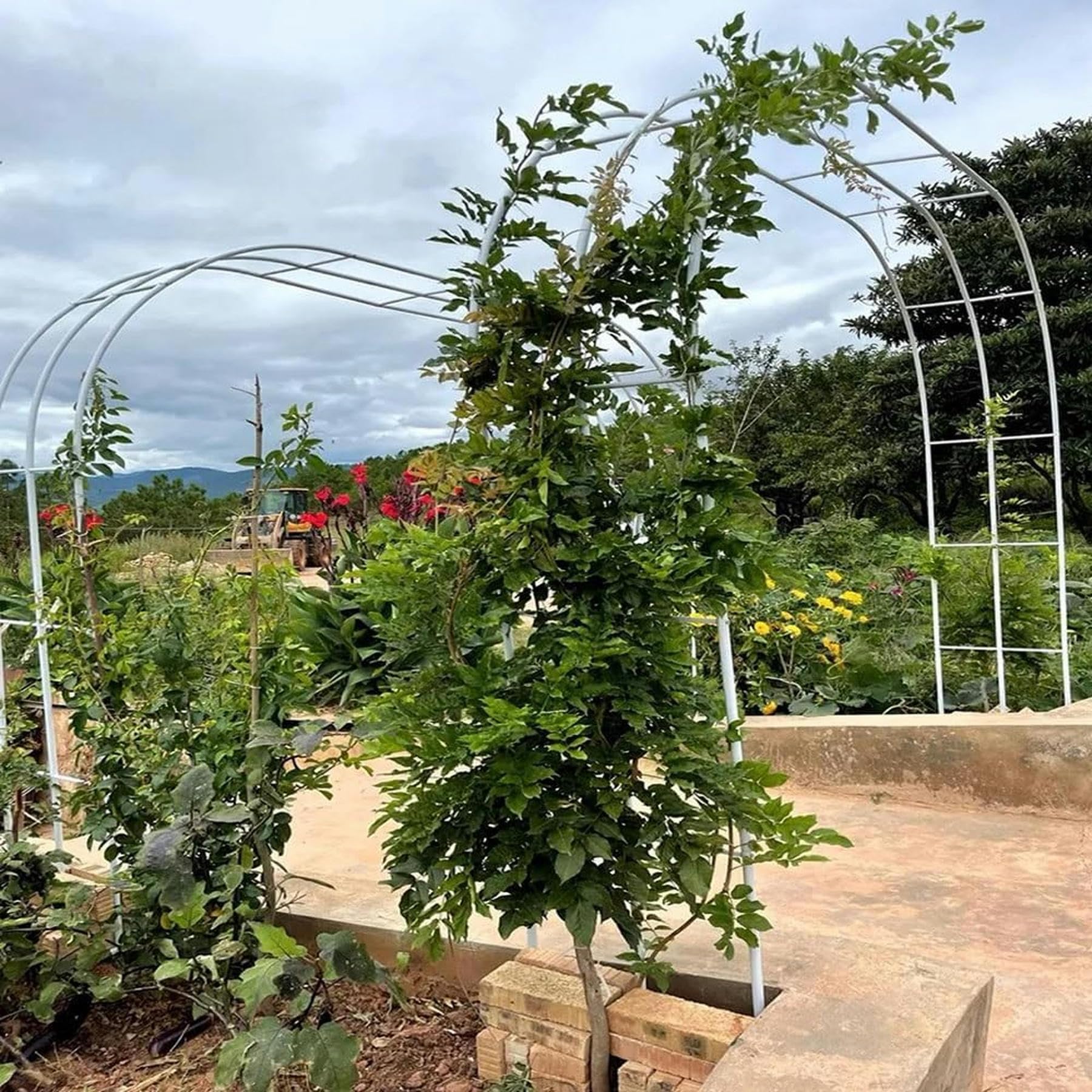 Arco Roses pour plantes grimpantes, arches métalliques, résistantes à l'arche de jardin, gazebo, mélèze, 80-350 cm, pour mariages, fêtes, jardin (couleur : vert, taille : 80 x 200 cm)