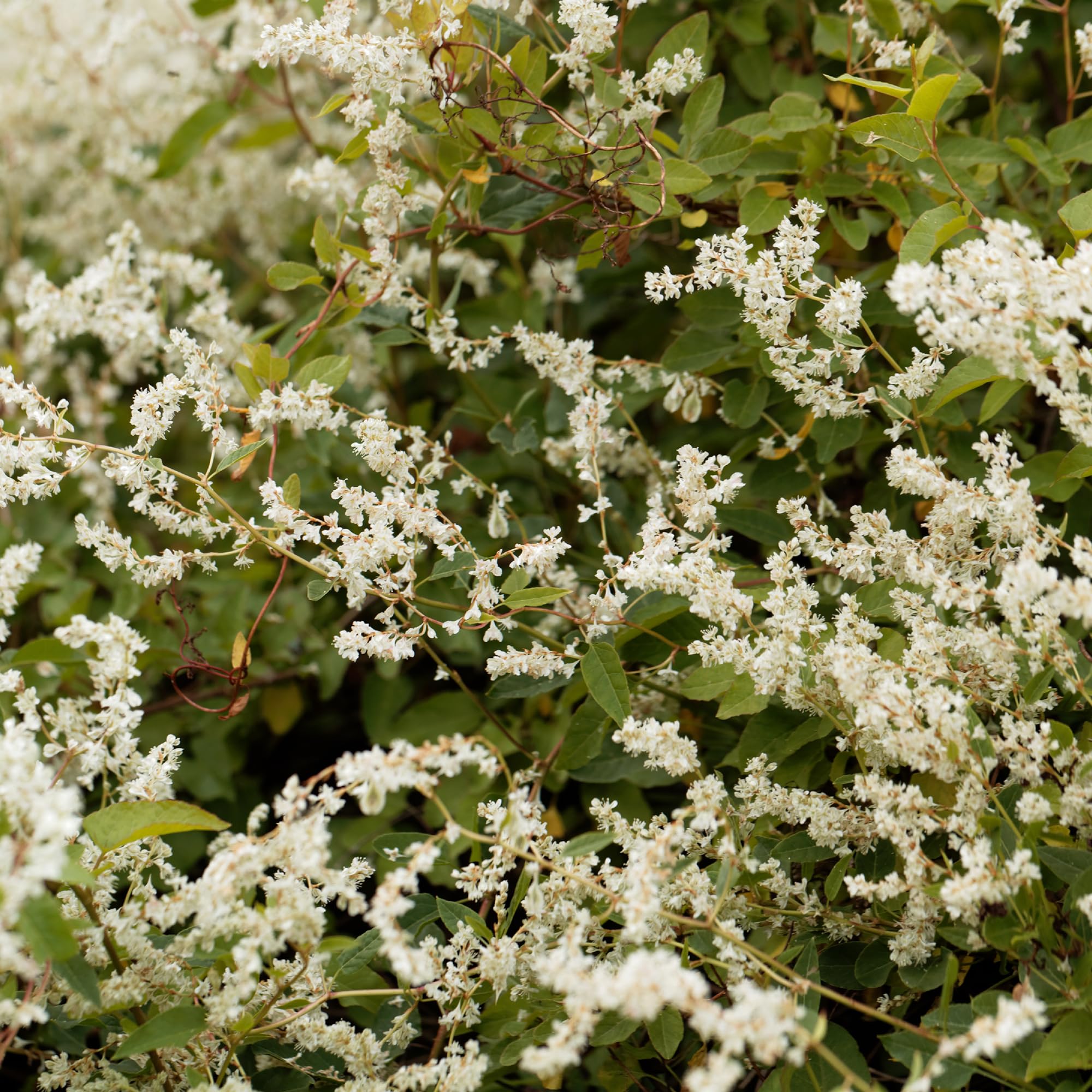 Fallopia Baldschuanica Russian Vine Climbing Plant - Fast Growing Climbing Plants Outdoor - Evergreen White Shrub - Climbing Plant in 9cm Pot