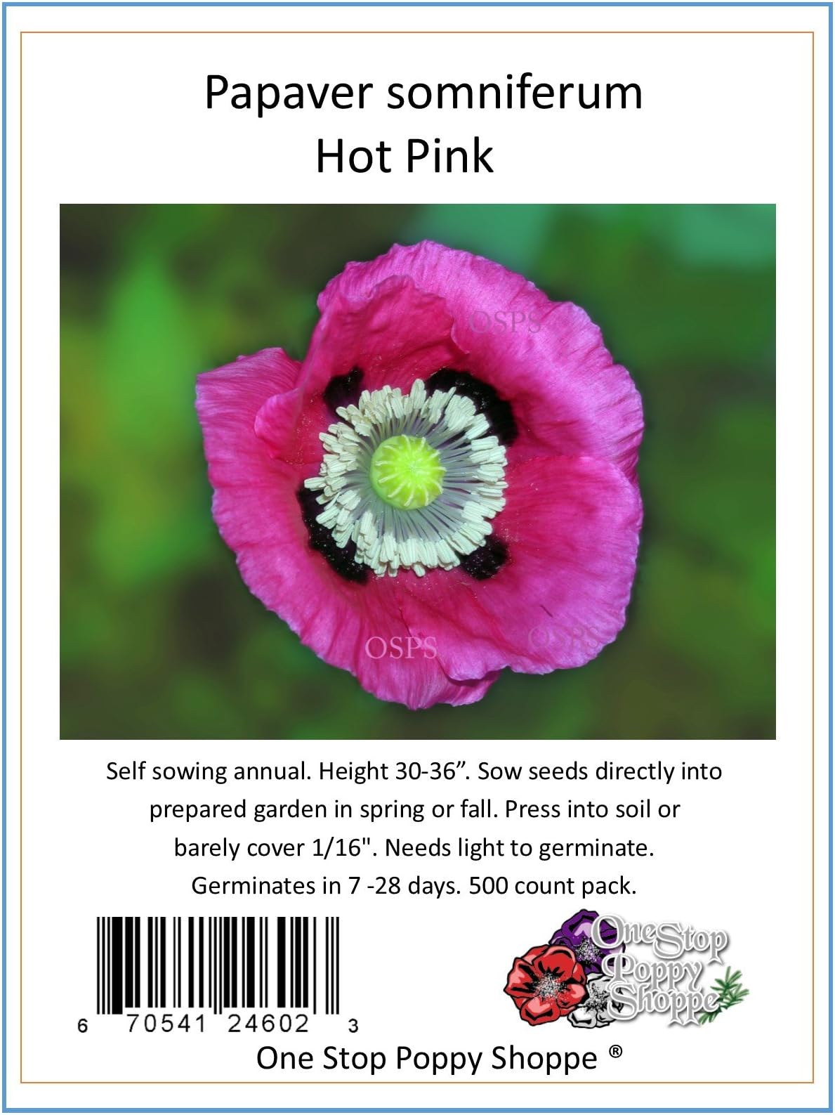 500 Poppy Flower Seeds. Papaver Hot Pink Poppies. One Stop Poppy Shoppe Brand.