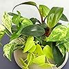 Product Photo 8
