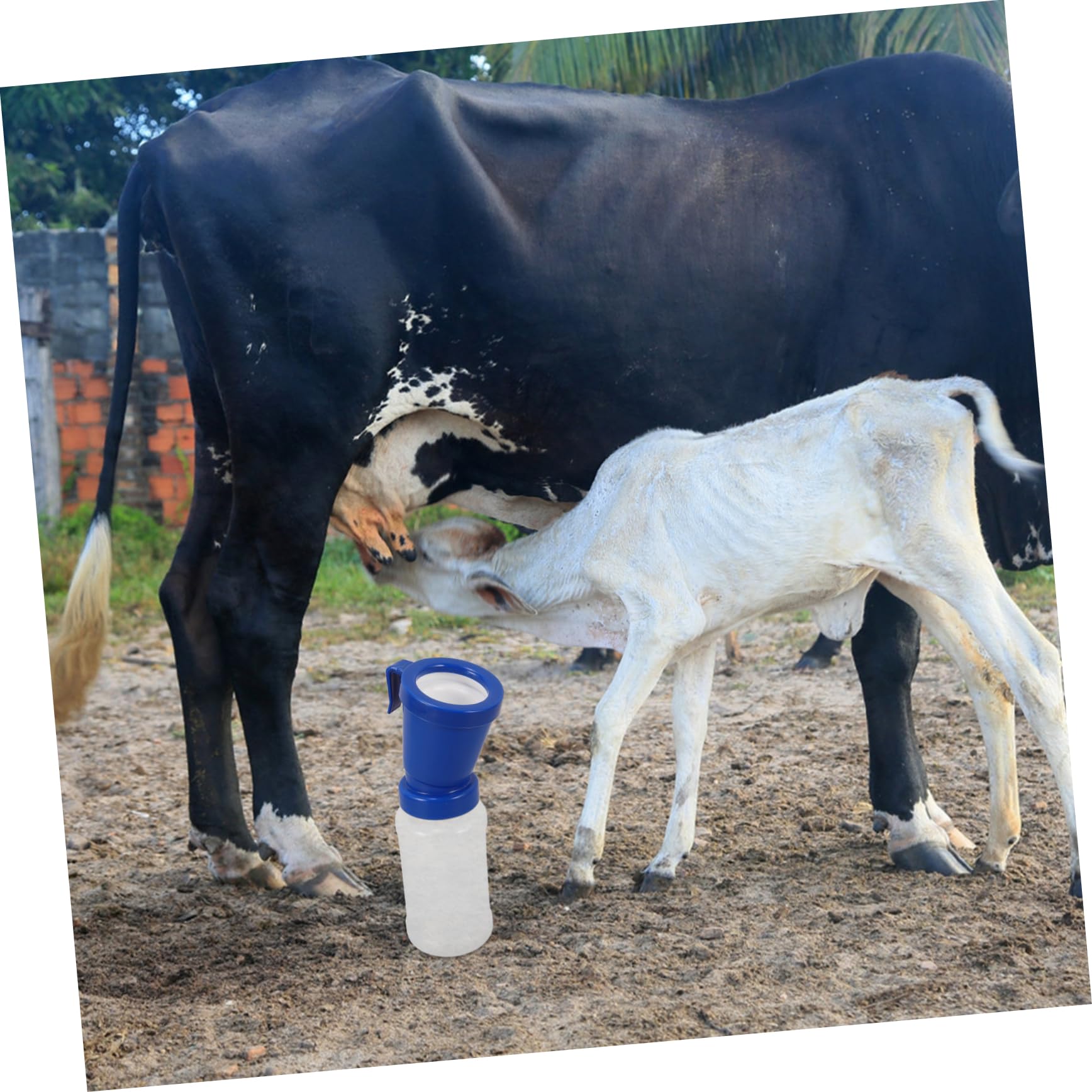 Toddmomy 5piezas Vaso De Limpieza Para Tetinas De Taza Medicada De Equipo De Para Ganado Sin Para De Ganado