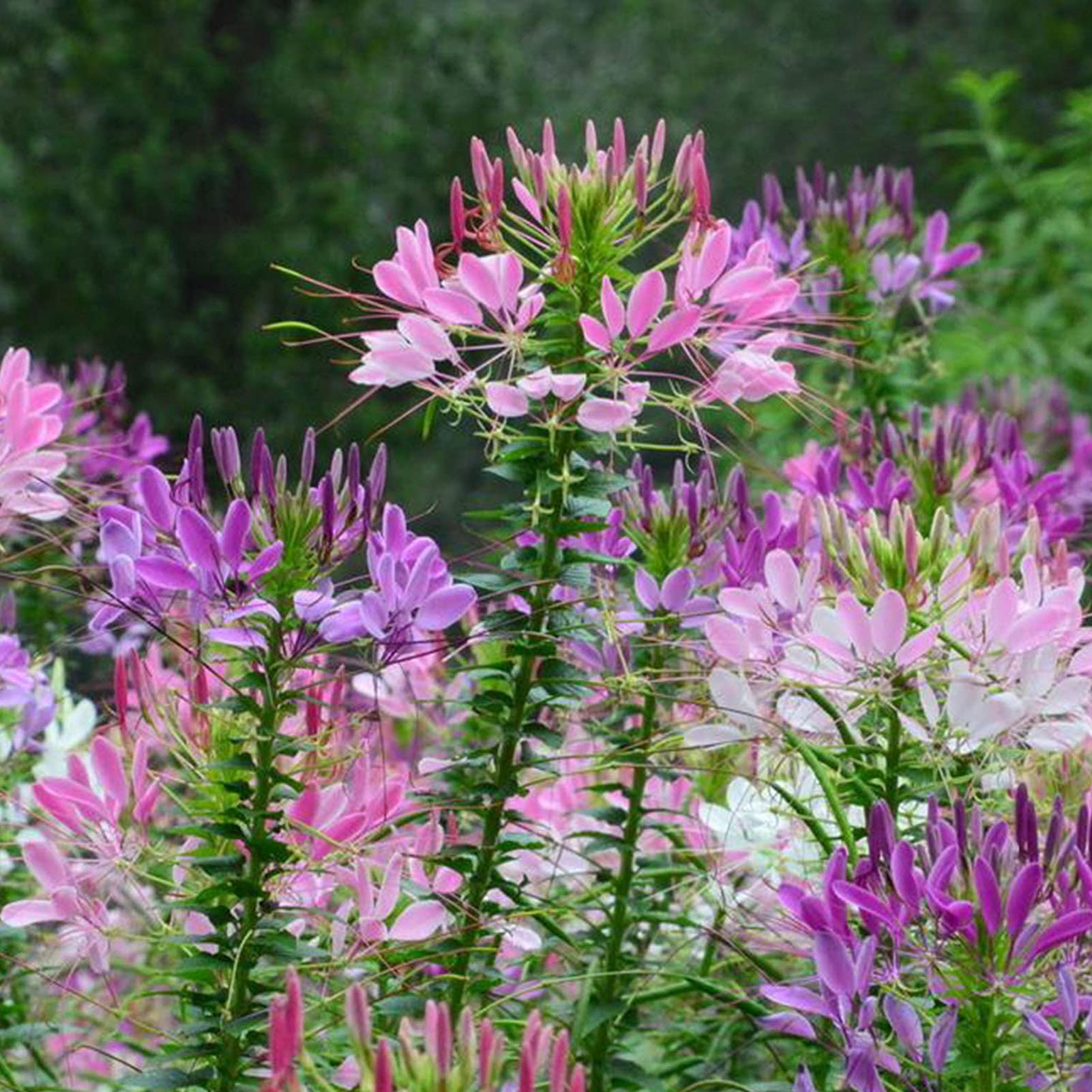 50Pcs Cleome Spinosa Seeds Outdoor Indoor Garden Plants Flower Herb for Planting,DIY Home Bonsai Potted Plant Seeds Cleome spinosa Seeds