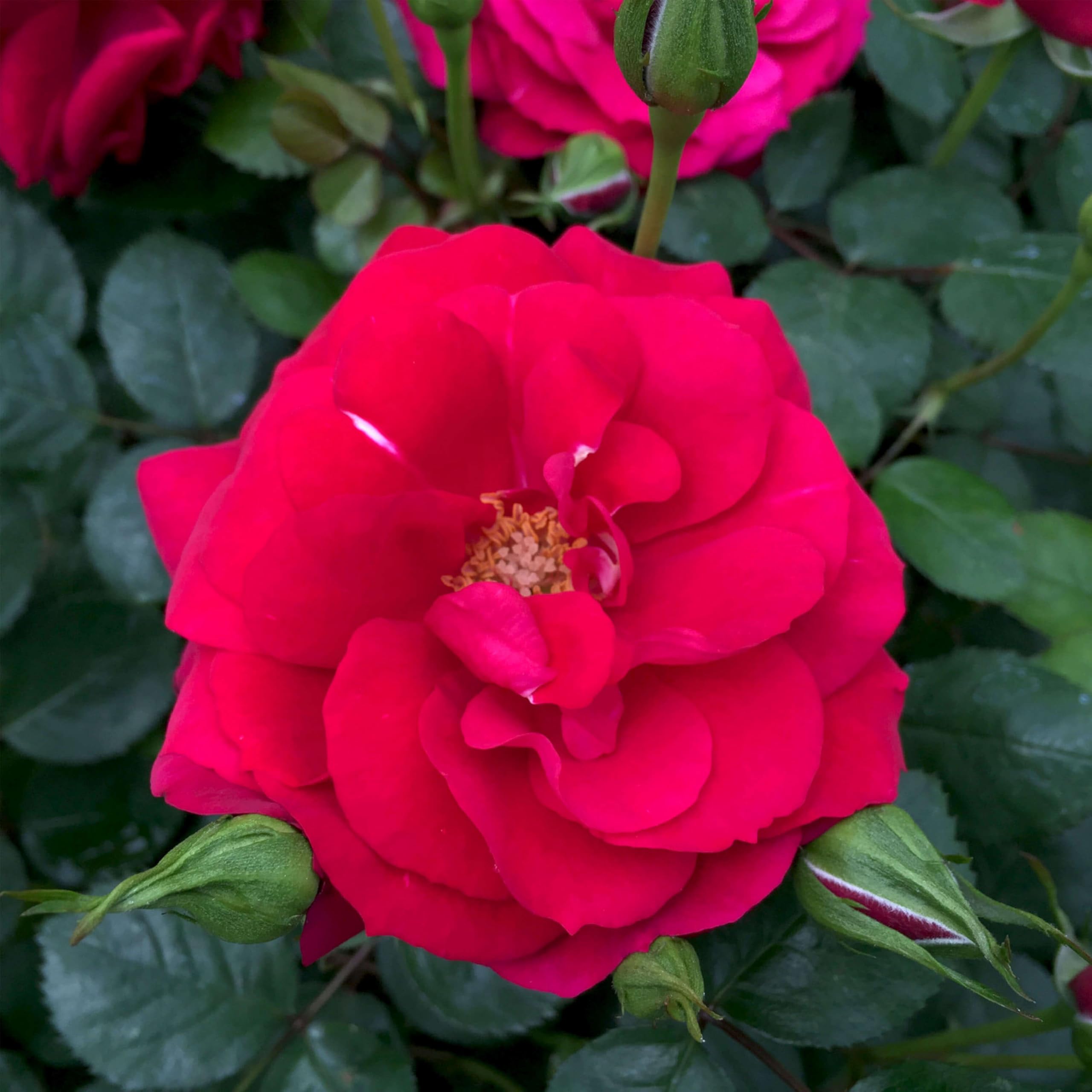 Heirloom Climbing Rose The Prince's Trust