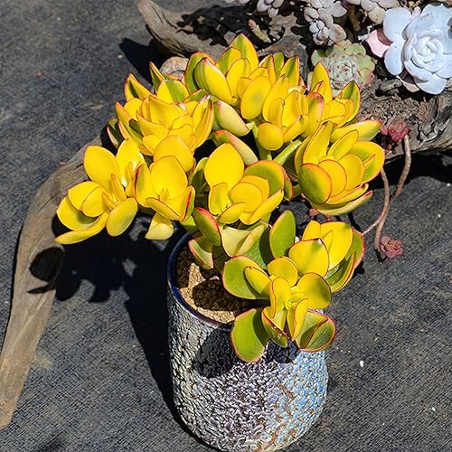 Miniatura 3 de Sprout N Green Golden Jade - Crassula Ovata 'Hummel Sunset', rara planta suculenta linda totalmente enraizada en maceta de 2 pulgadas