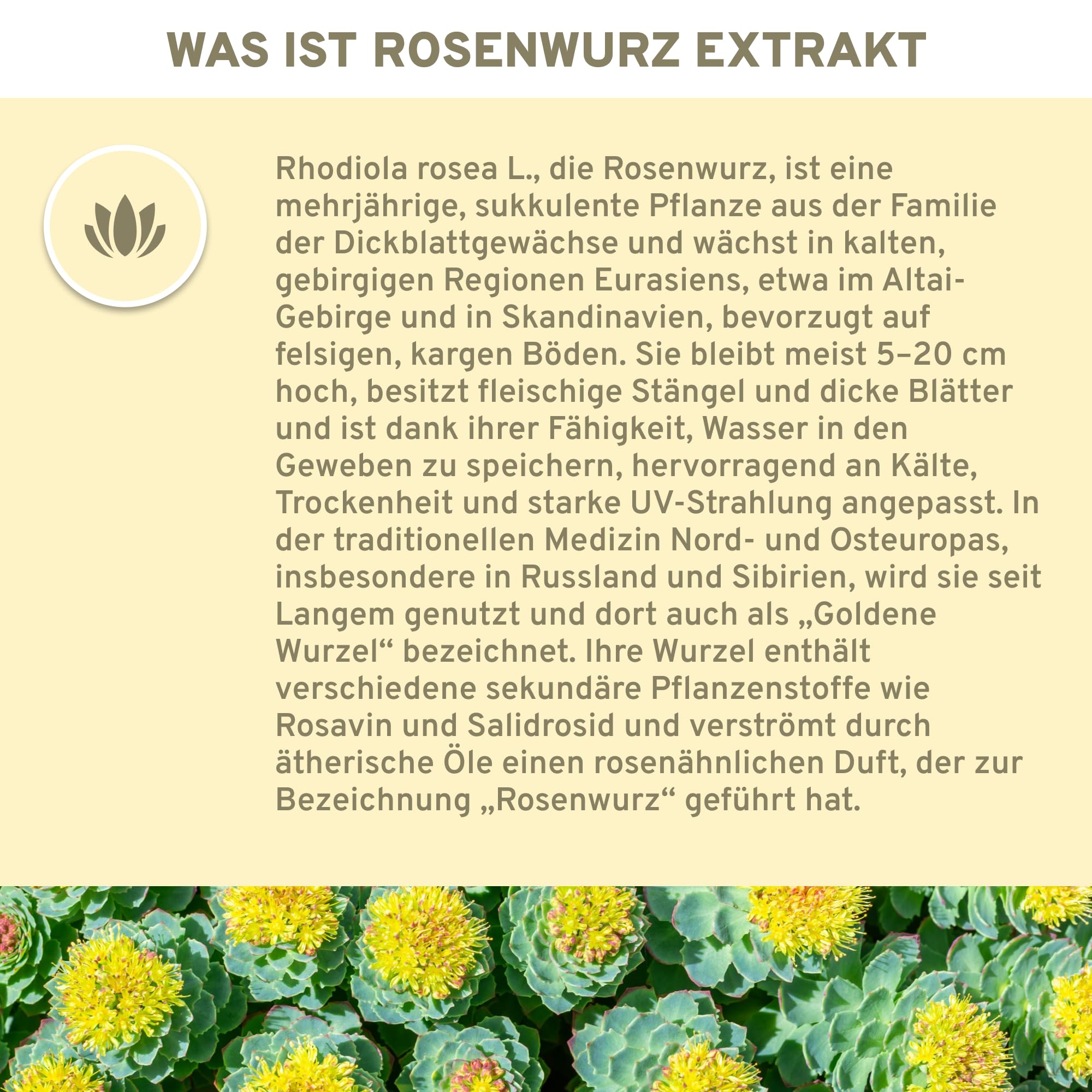QIDOSHA® Rosenwurz (Rhodiola Rosea) Extrakt, testierter Wirkstoffgehalt, 120 Kapseln im Apothekerglas, jede Charge laborgeprüft, deutsche Fertigung