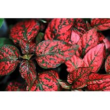 10 Dwarf RED Polka DOT Plant Splash Select Hypoestes Phyllostachya Flower Houseplant Seeds