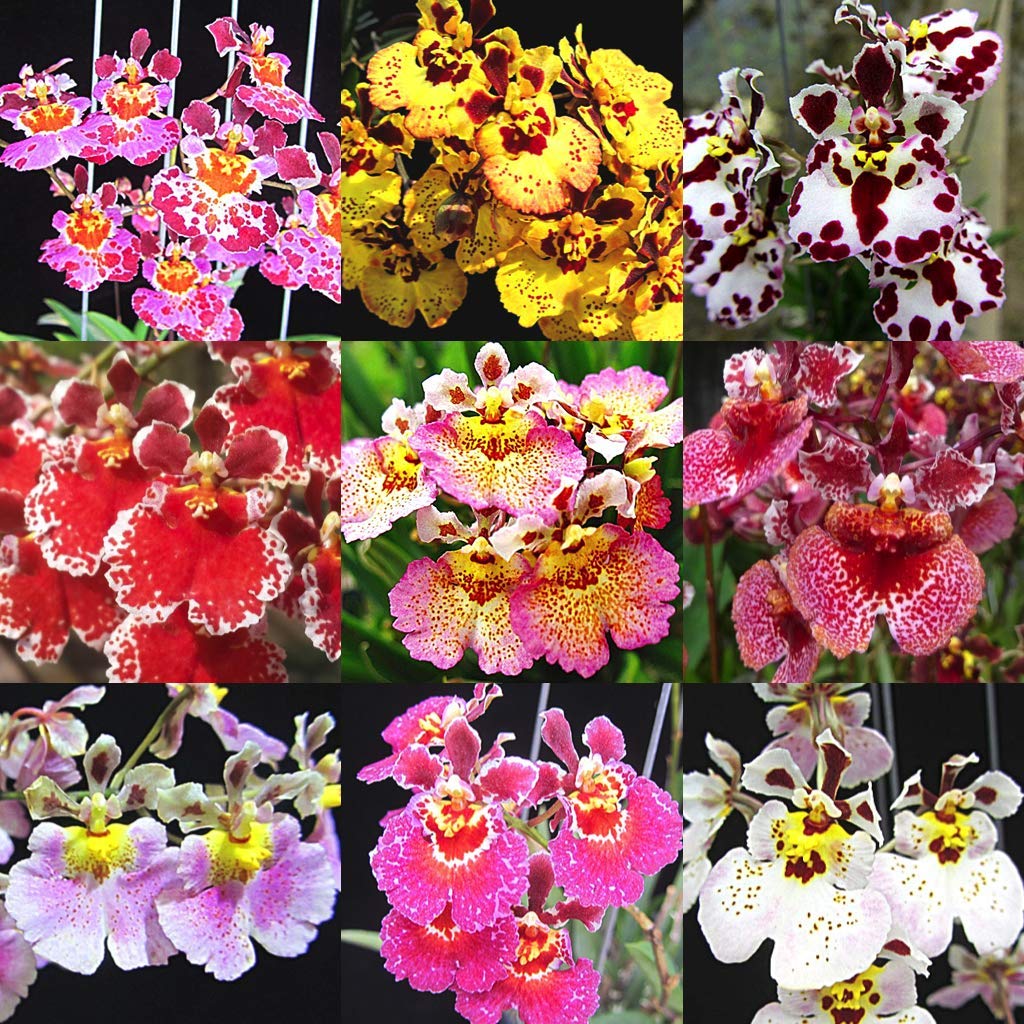 Green Paradise® live Exotic and Rare Tolumnia orchid plants(pack of 3) mix colors without flowers (B082XH6ZKD) Amazon Price History, Amazon Price Tracker