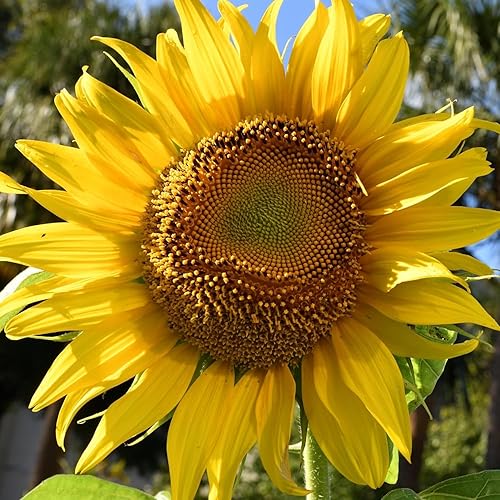 Miniatura 4 de Seed Needs Más de 300 semillas de girasol grandes a rayas grises de mamut para plantar Helianthus annuus Estas flores gigantes de sol atraen