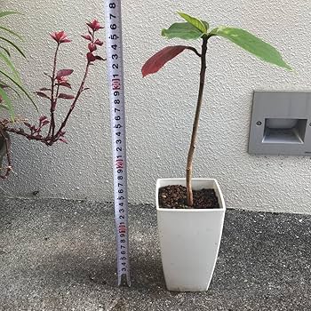 Amazon.co.jp: 鉢ごと宅急便発送！沖縄県産実生苗モモタマナ