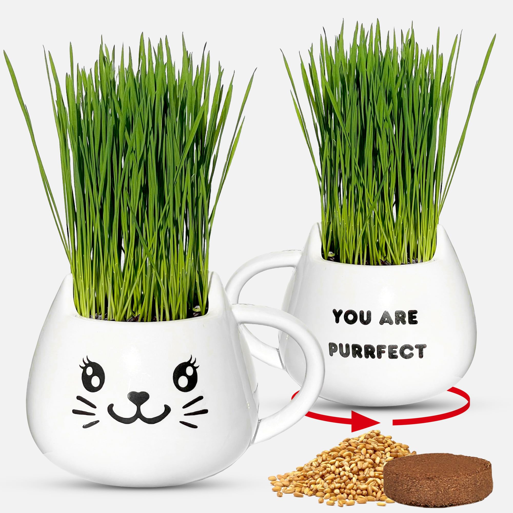 ZESTIGREENS Cat Grass Growing Kit