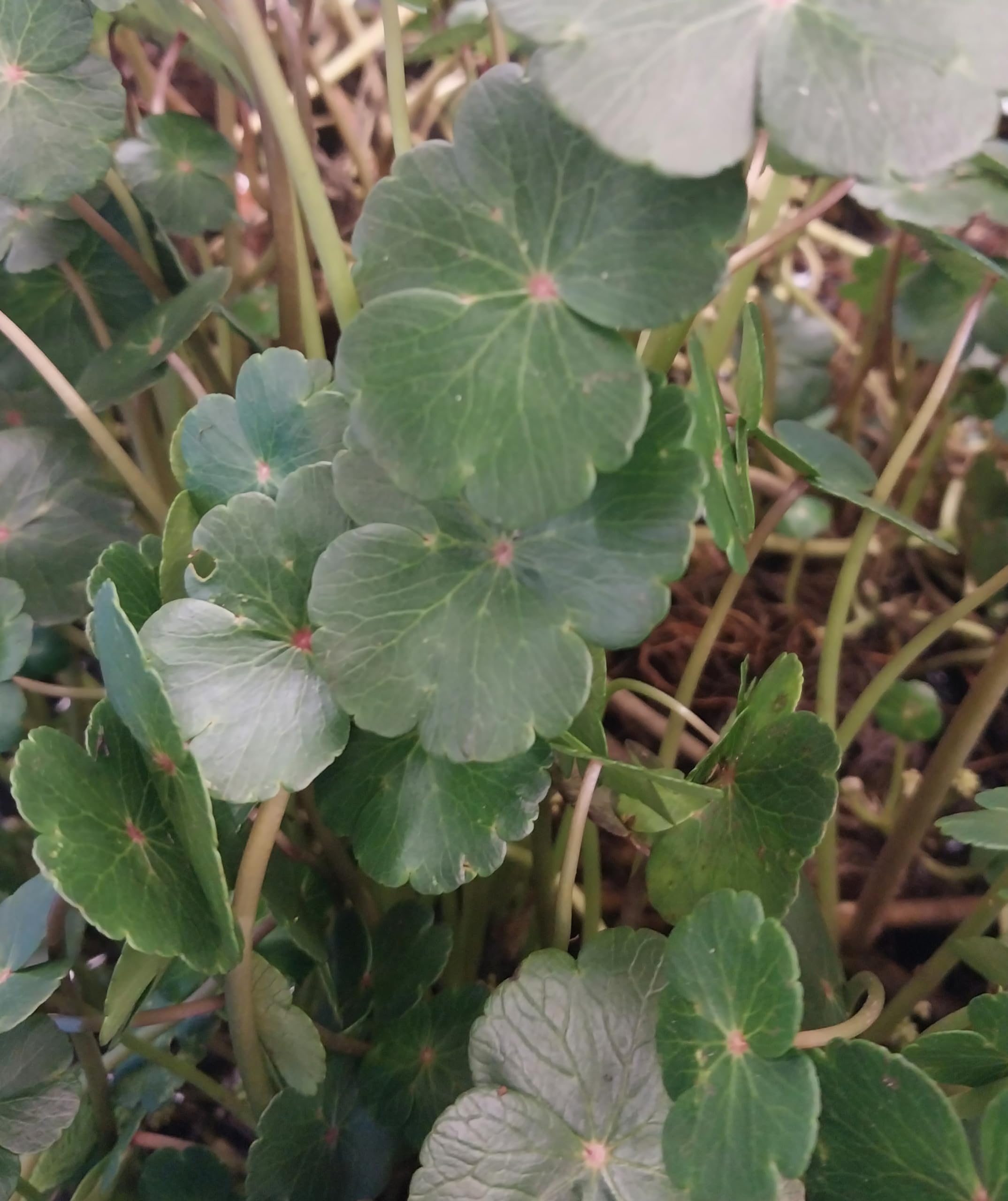 10 Live Penny Wort Plants, Aquatic Live Plant for Fresh Water - Fast Growing, Reduce nitrates, Increase Oxygen, Provide Cover for Aquatic Life,Increase Water Clarity- Top Floating