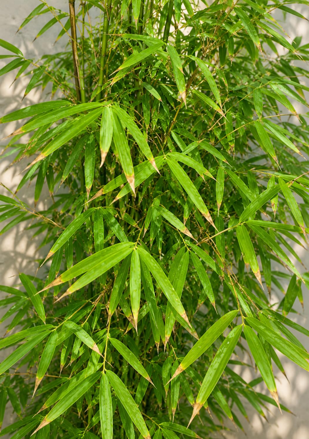 Fargesia angustissima, Bambù Ornamentale da Esterno, Verde, Sempreverde, 170/200 cm, Vaso 28, Ideale per Siepi e Giardini Zen