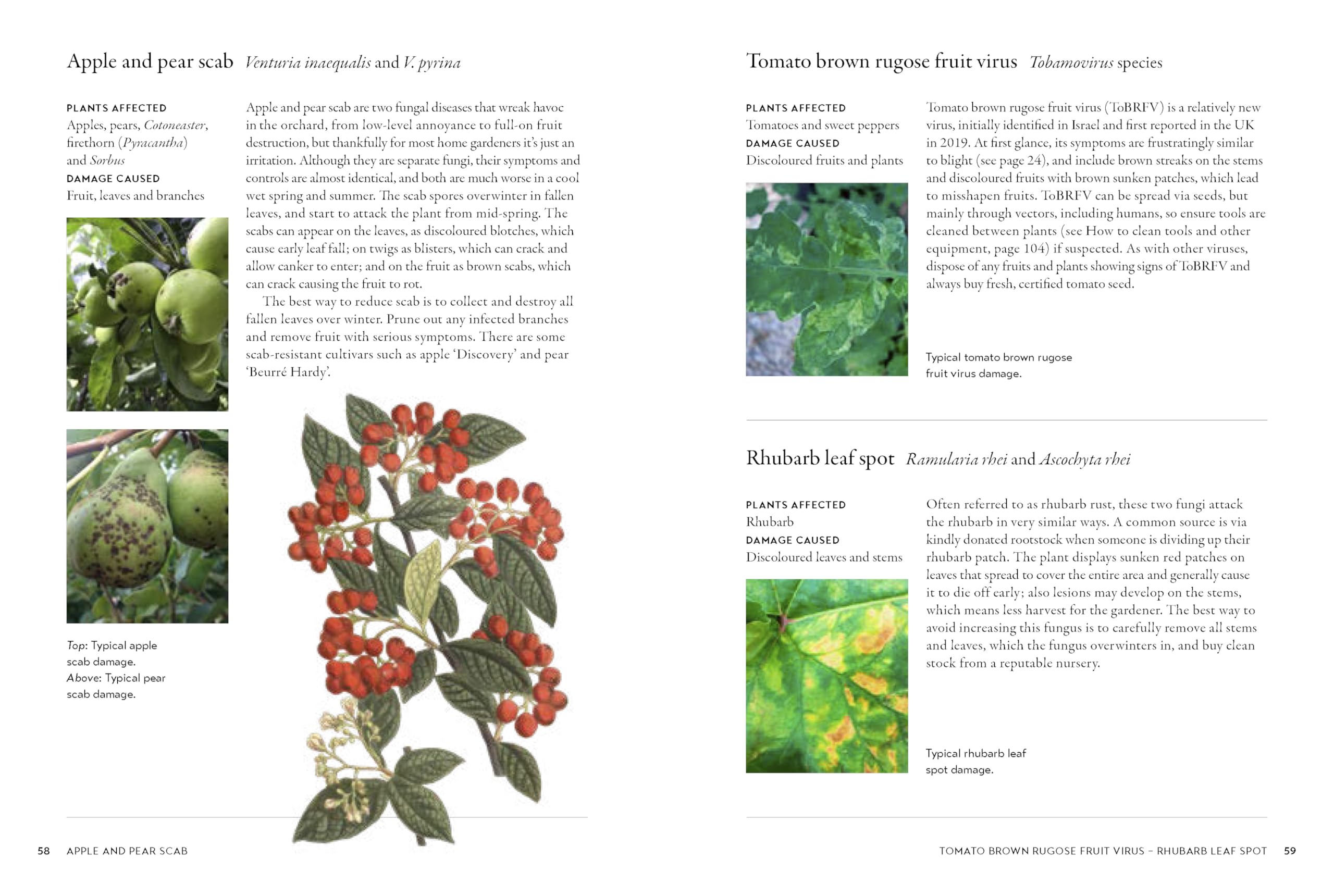 Gardener's Companion to Pests and Diseases: A Guide to Diagnosis, Treatment & Prevention