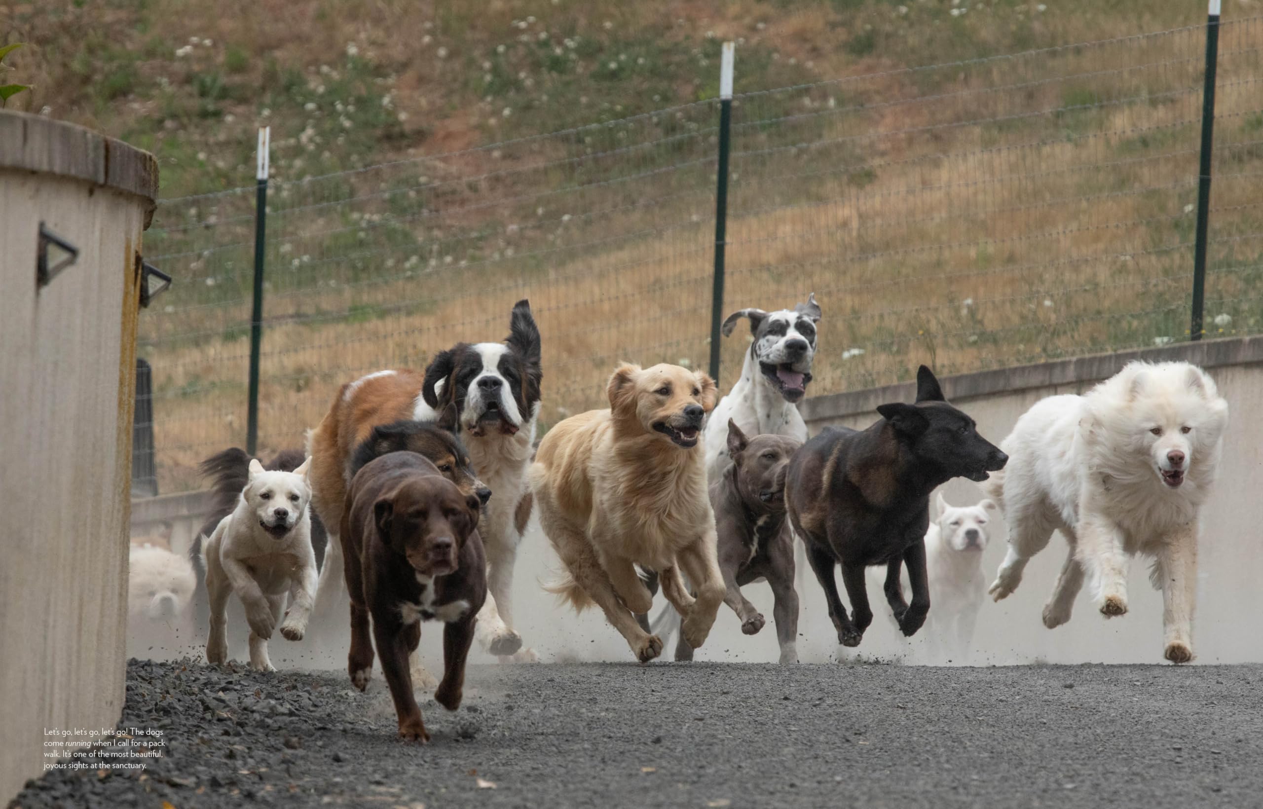 Saved by the Pack: How 50 Dogs Helped Me Find My Purpose