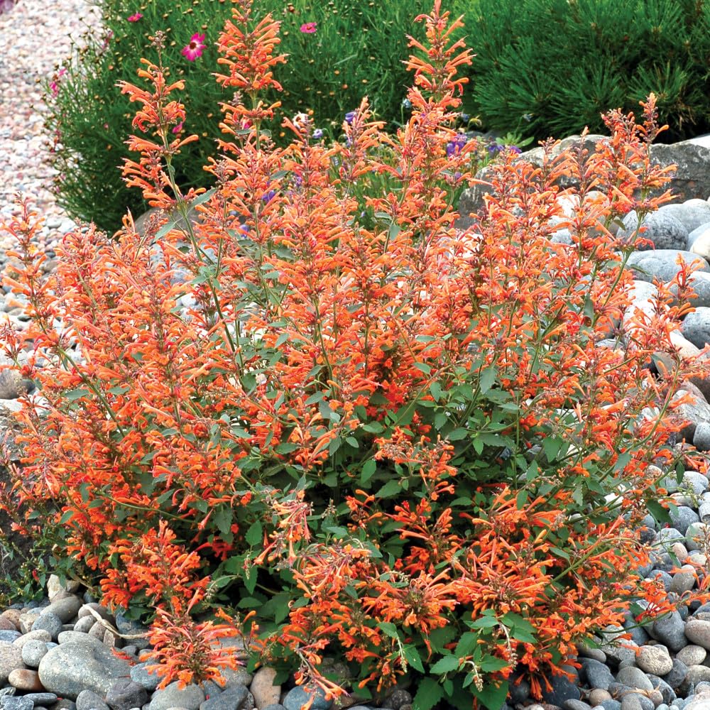 Bedwen Agastache 'Kudos Mandarin' 2L Plant – Giant Hyssop Orange Flowering Perennial for Pollinator-Friendly Gardens & Herbaceous Borders