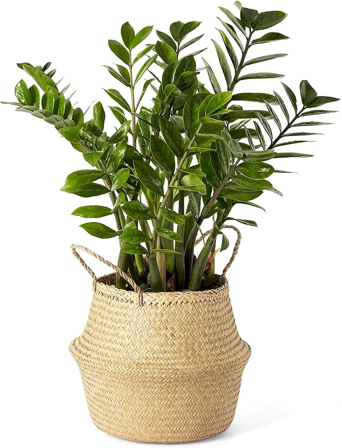 Woven Seagrass Belly Basket with Handles, Indoor Home Storage Plant Pot Basket, Hand Crafted Natural Picnic Straw Basket for Picnic, Home Decor(Medium, Natural)