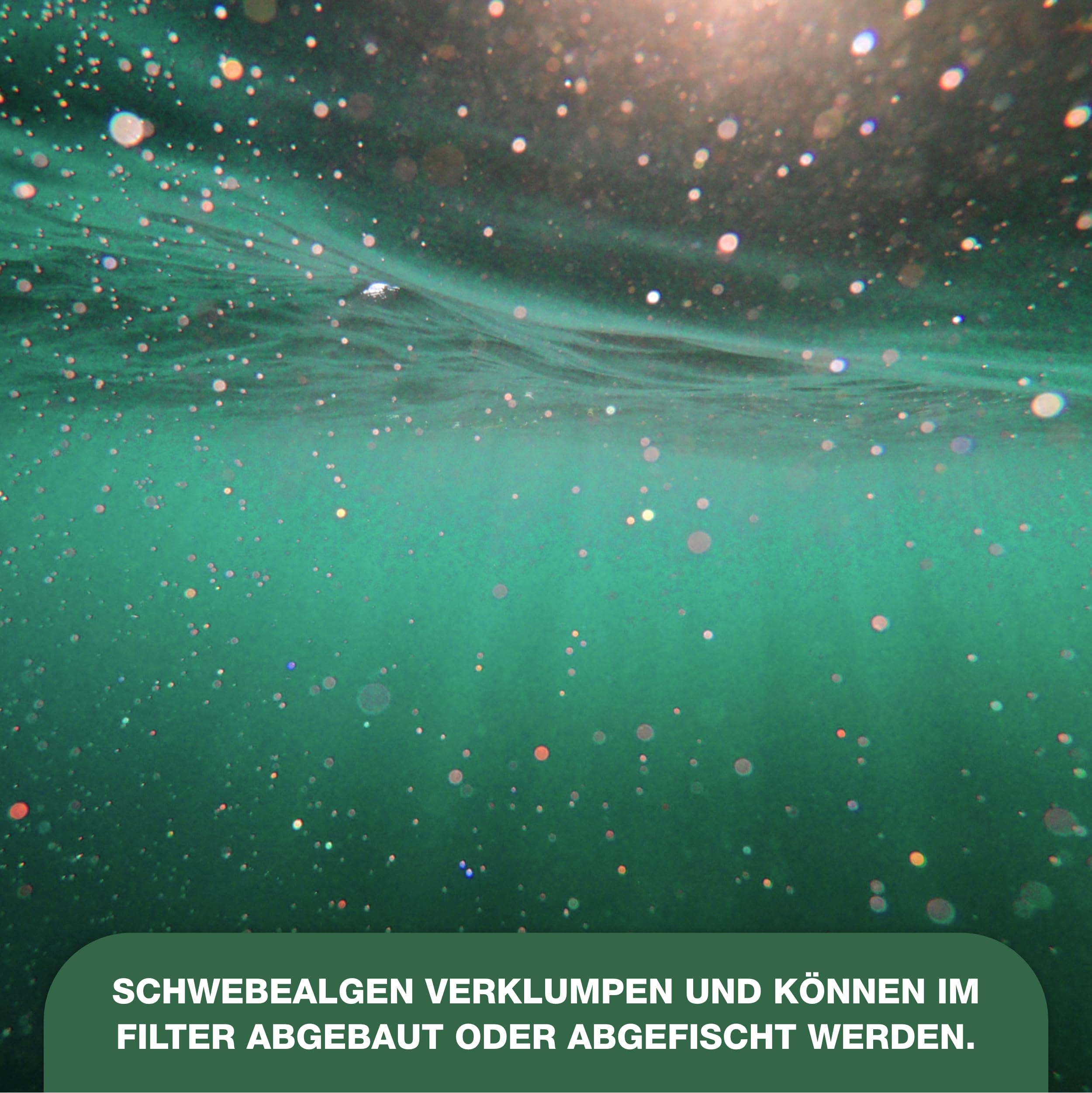 Teichpoint Grünes Wasser Liquid - flüssiger Schwebealgen verdränger auch im Schwimmbad Pool oder Aquarium (5 Liter)