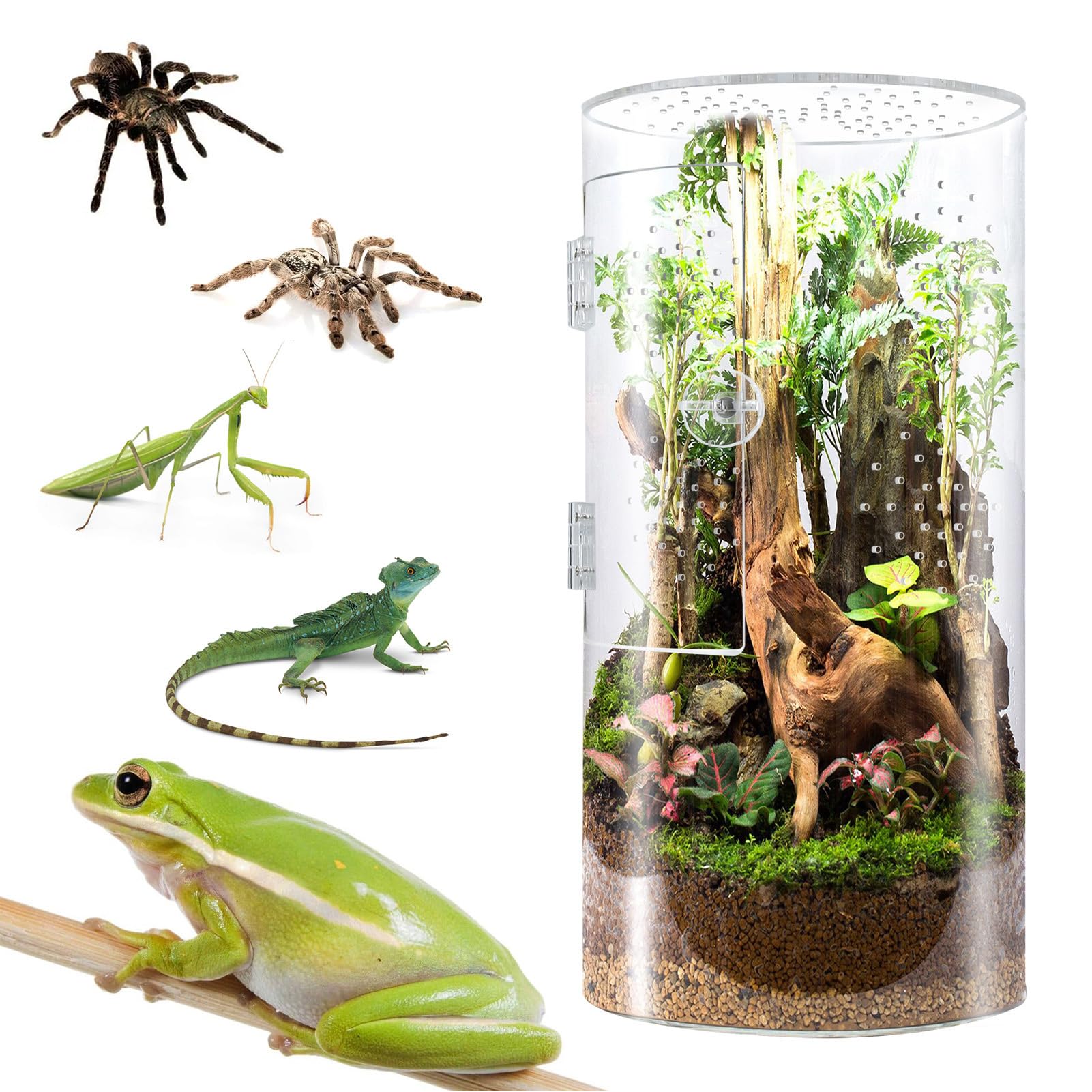 Otwierana z Przodu Obudowa dla Pająków Skakających, Terrarium Akrylowe dla Ptaszników z widocznością 360° i Bezpiecznym Zatrzaskiem 6x6x12 Cali, Duże Terrarium Akrylowe Akcesoria