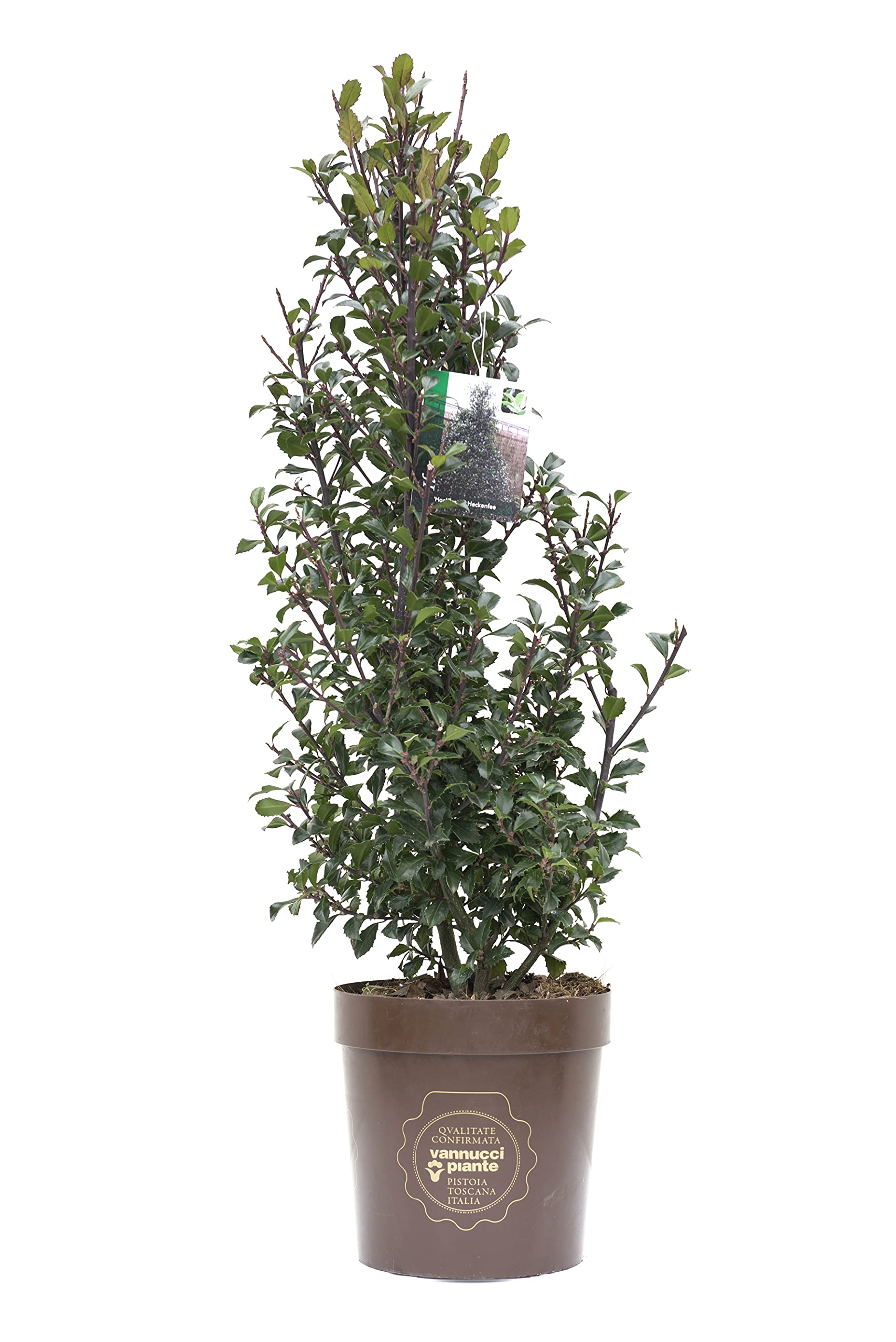 Ilex Aquifolium Argenteomarginata (agrifoglio Variegato) Vaso 18cm – Vivaio Garden Forest - Foto 9