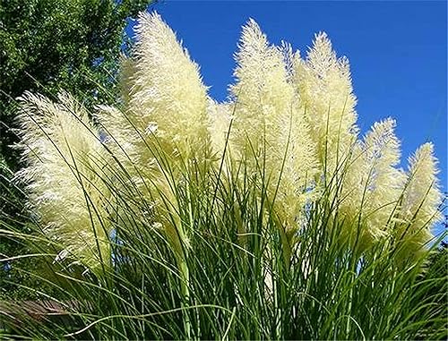 Miniatura 2 de zellajake Semillas de flores raras semillas de plantas de hierba de pampa más de 2000 semillas de bonsái para decoración del hogar y jardín